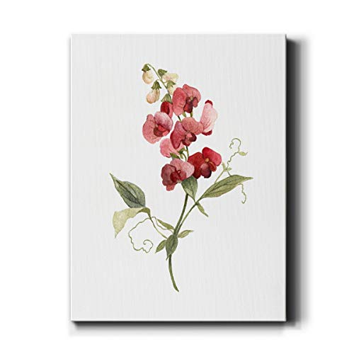 Scarlet Sweet Pea