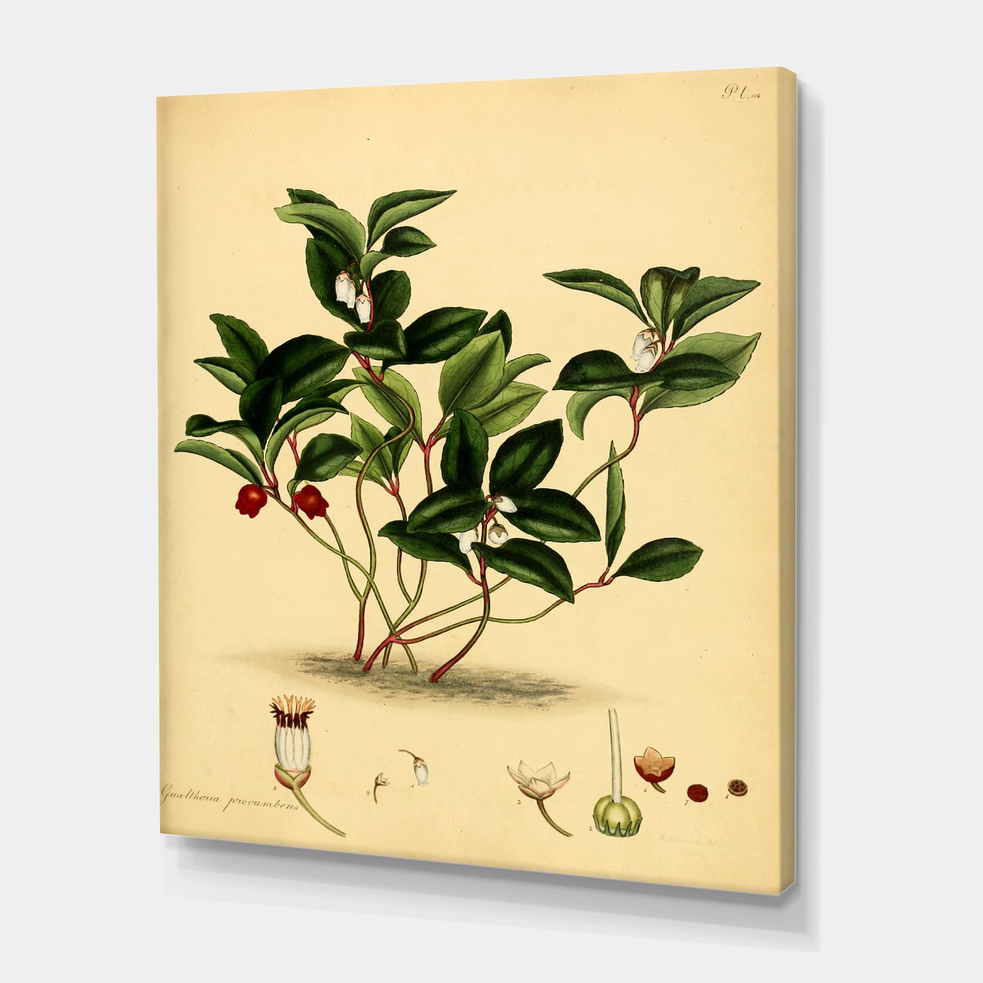 Vintage Plant Life III Traditional Canvas Wall Art - Botanical Home Decor for Living Room, Bedroom & Office - Perfect for Nature Lovers & Interior Design