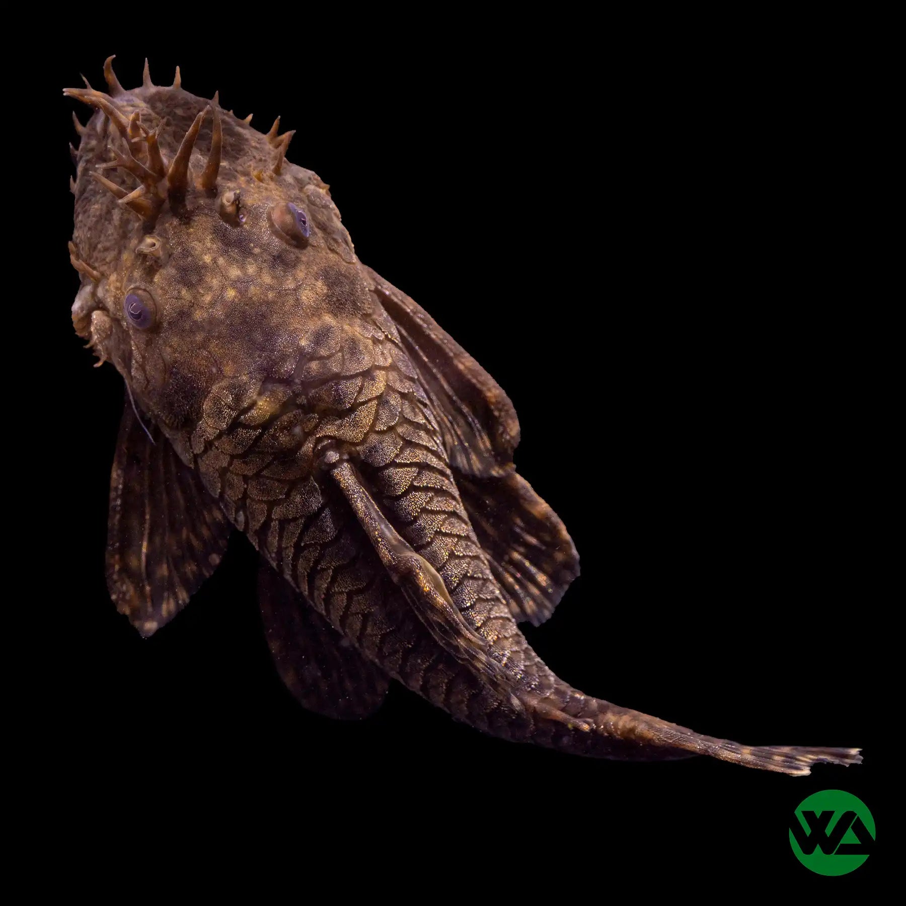 Bristlenose Pleco Fish - Live Freshwater Algae Eater for Aquariums | Perfect for Planted Tanks & Community Aquariums