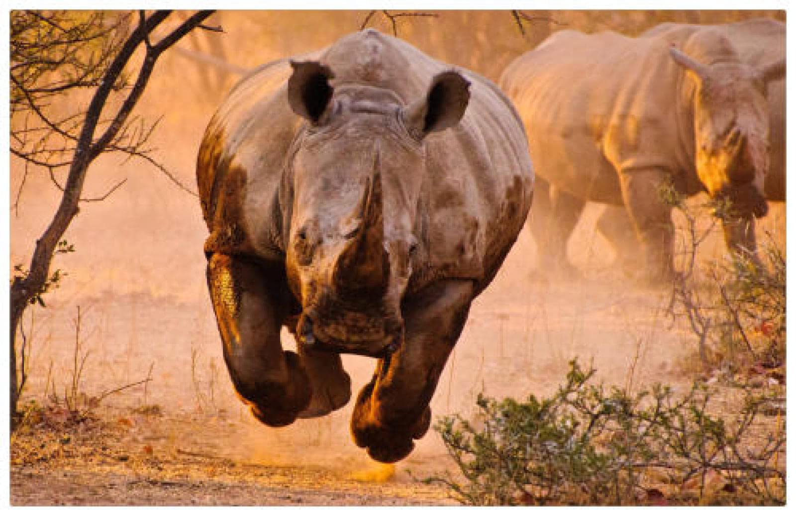 1000 Piece Jigsaw Puzzle for Adults - Rhino Running and Jumping Wooden Puzzle, Home Decor Art Painting for Living Room & Office Wall Decor - Challenging Brain Teaser for Family Game Night & Relaxation