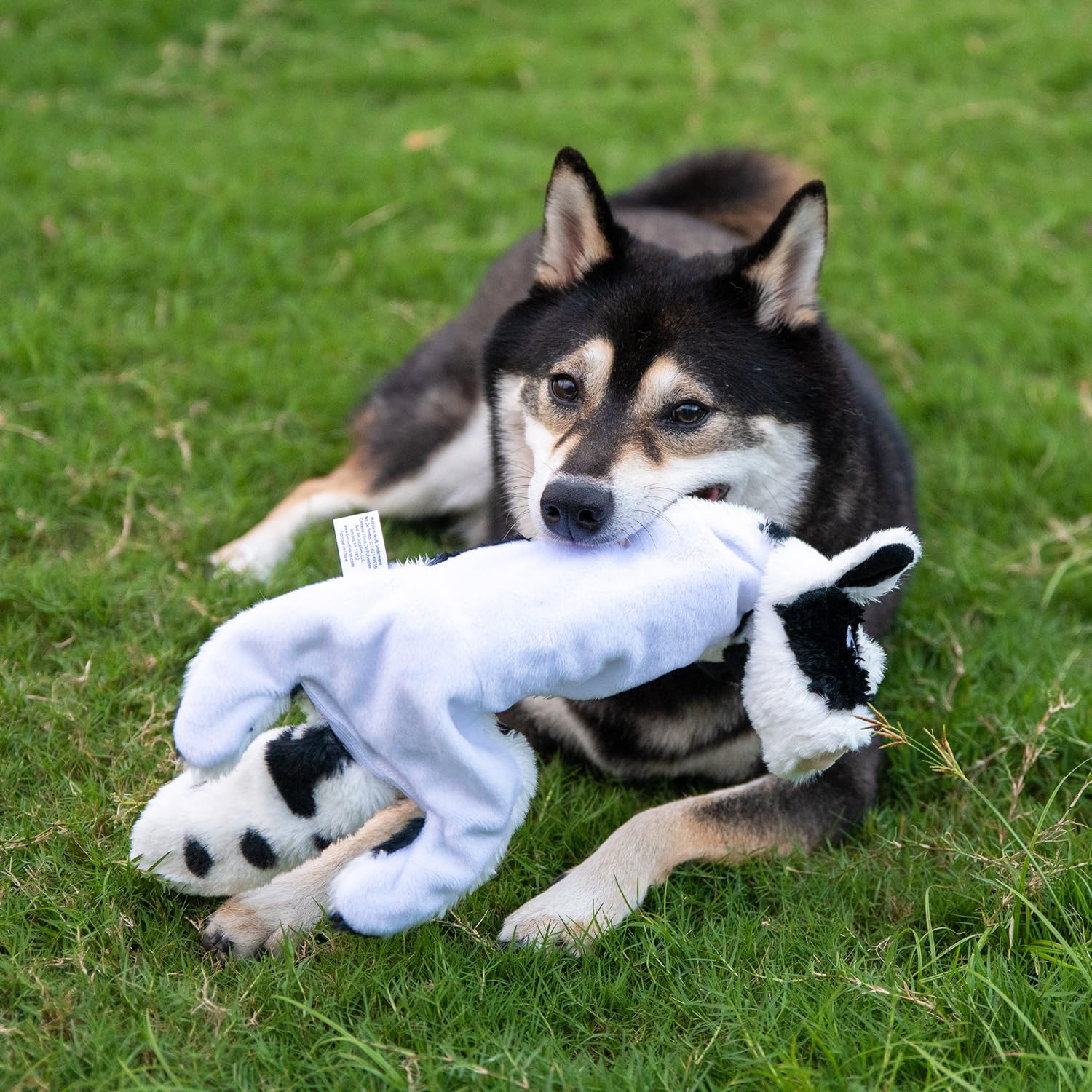 2-in-1 Squeaky Dog Toy for All Sizes - No Stuffing, Holds Bottle - Indoor Play