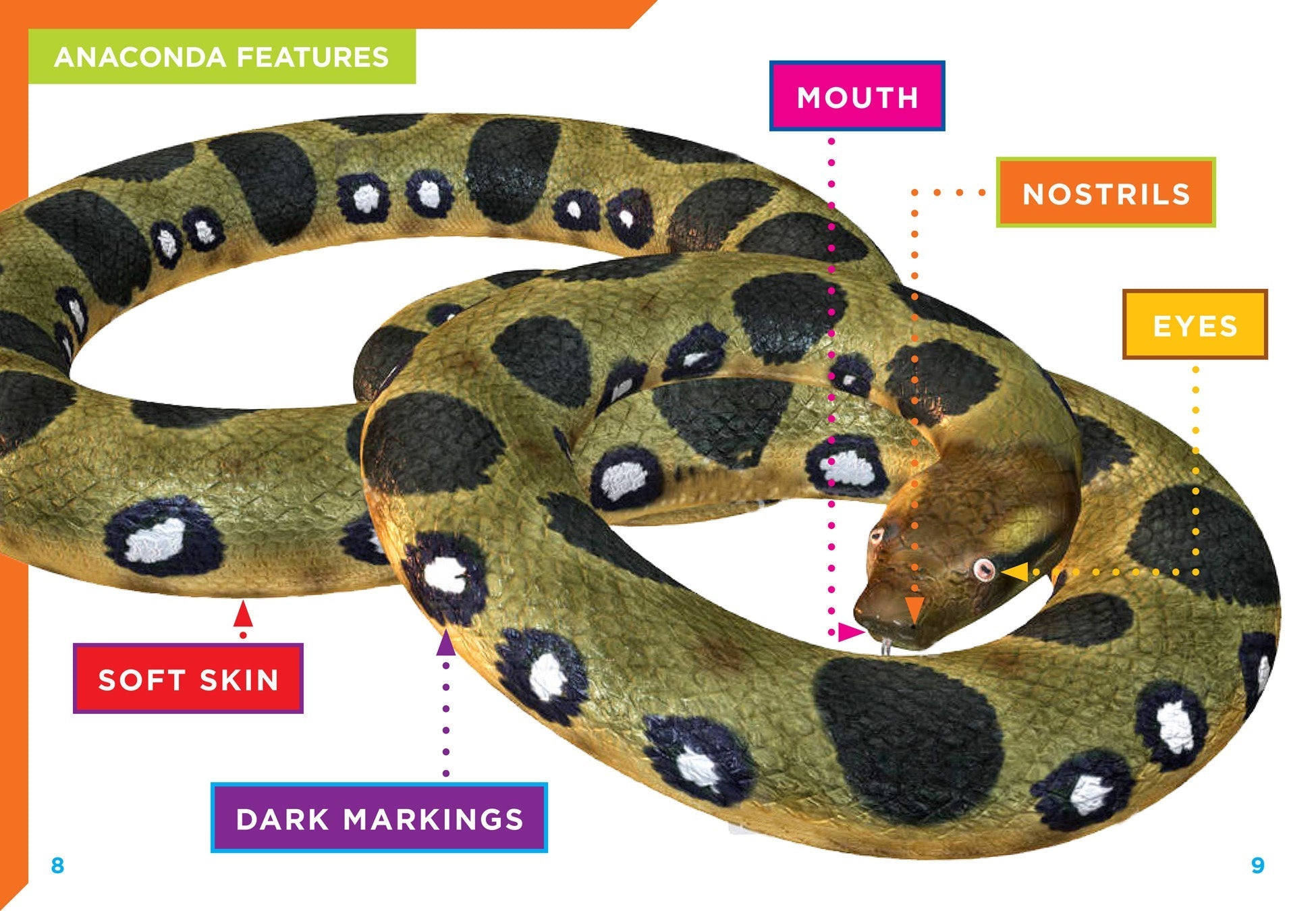 Anacondas Book - 9781680724394 | Fascinating Facts & Photos About Giant Snakes | Perfect for Reptile Lovers & Science Enthusiasts