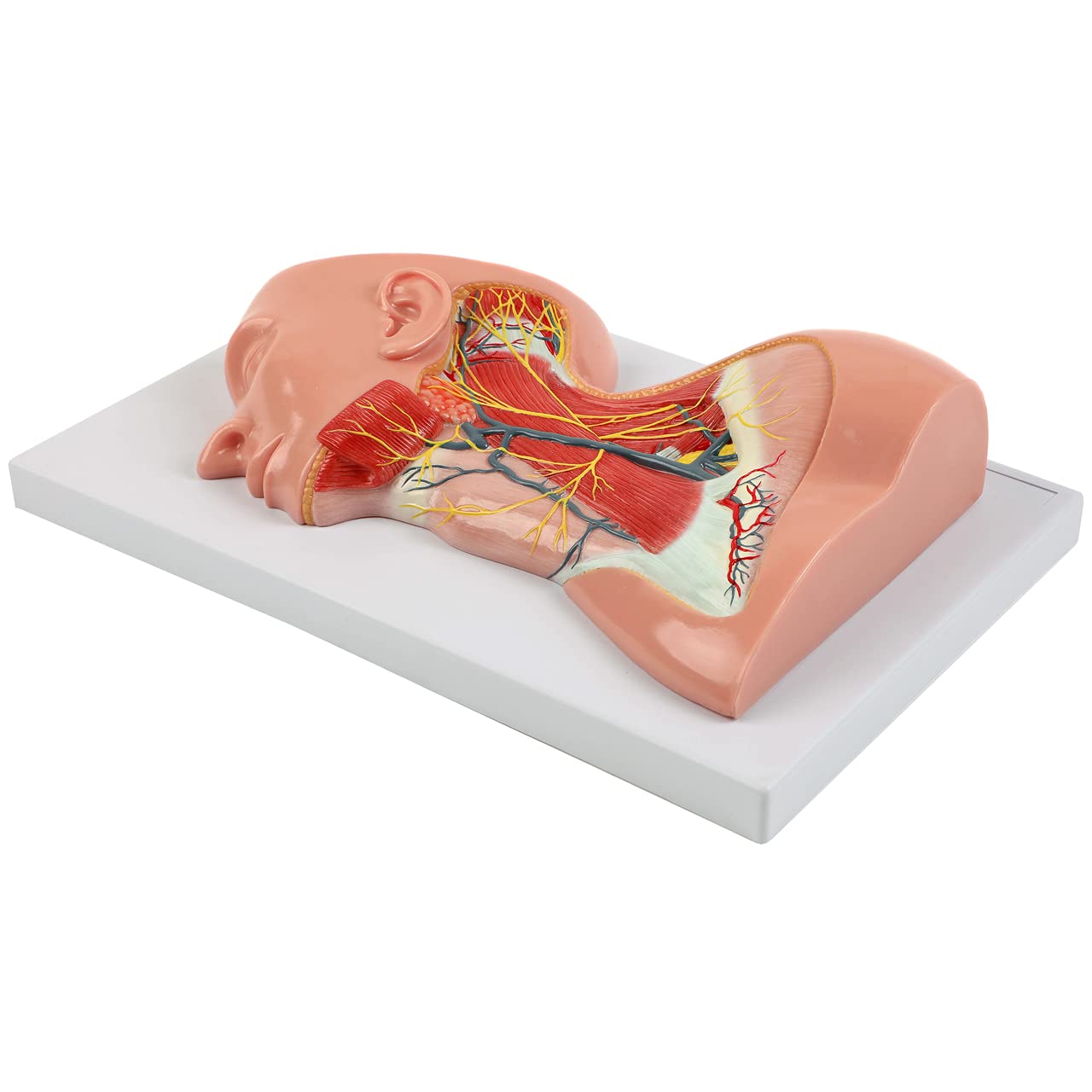 Axis Scientific Human Neck Anatomy Model - Detailed Muscles, Nerves & Blood Vessels - Perfect for Medical Students, Doctors & Anatomy Education