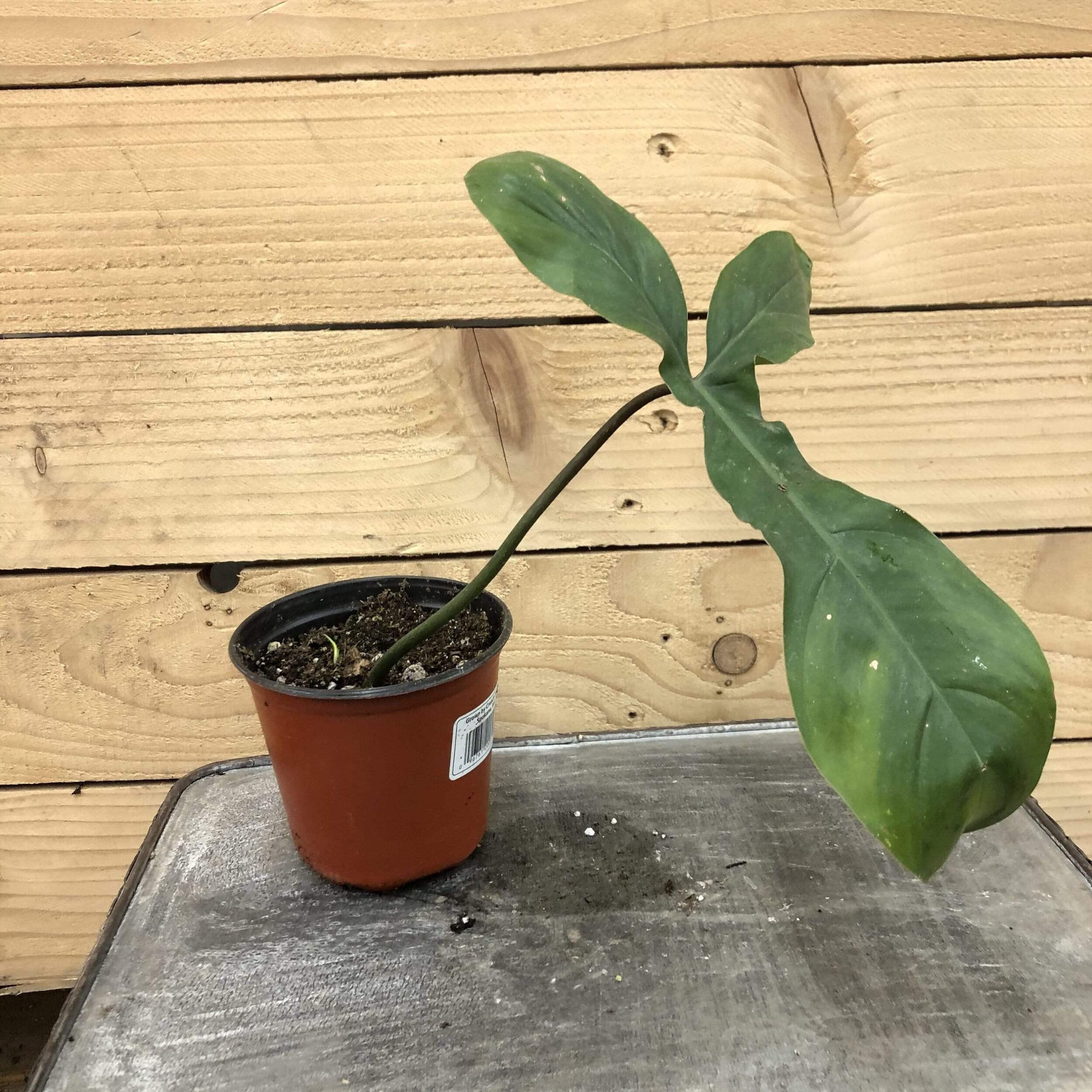 Philodendron 69686 - 4 Inch Live Indoor House Plant for Home, Office Decor | Perfect for Living Room, Bedroom & Workspace Greenery