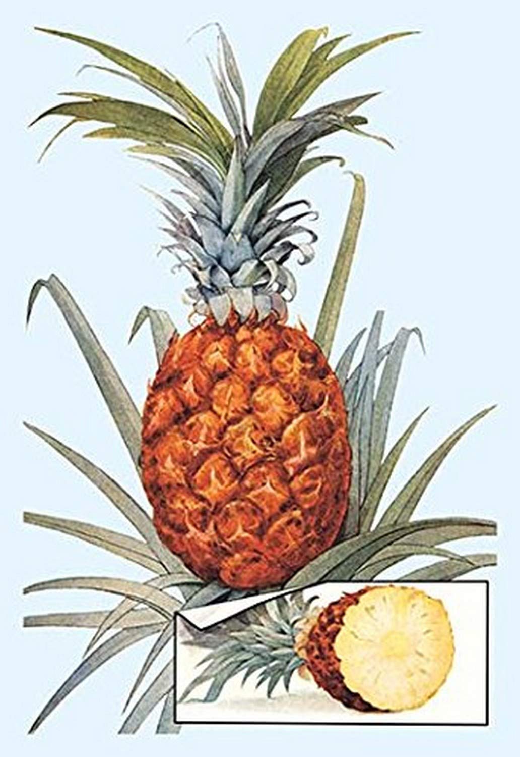 Buyenlarge 'Pineapple' Art Print Poster - 20x30 Inches - Tropical Fruit Wall Decor for Kitchen, Dining Room & Home Decor