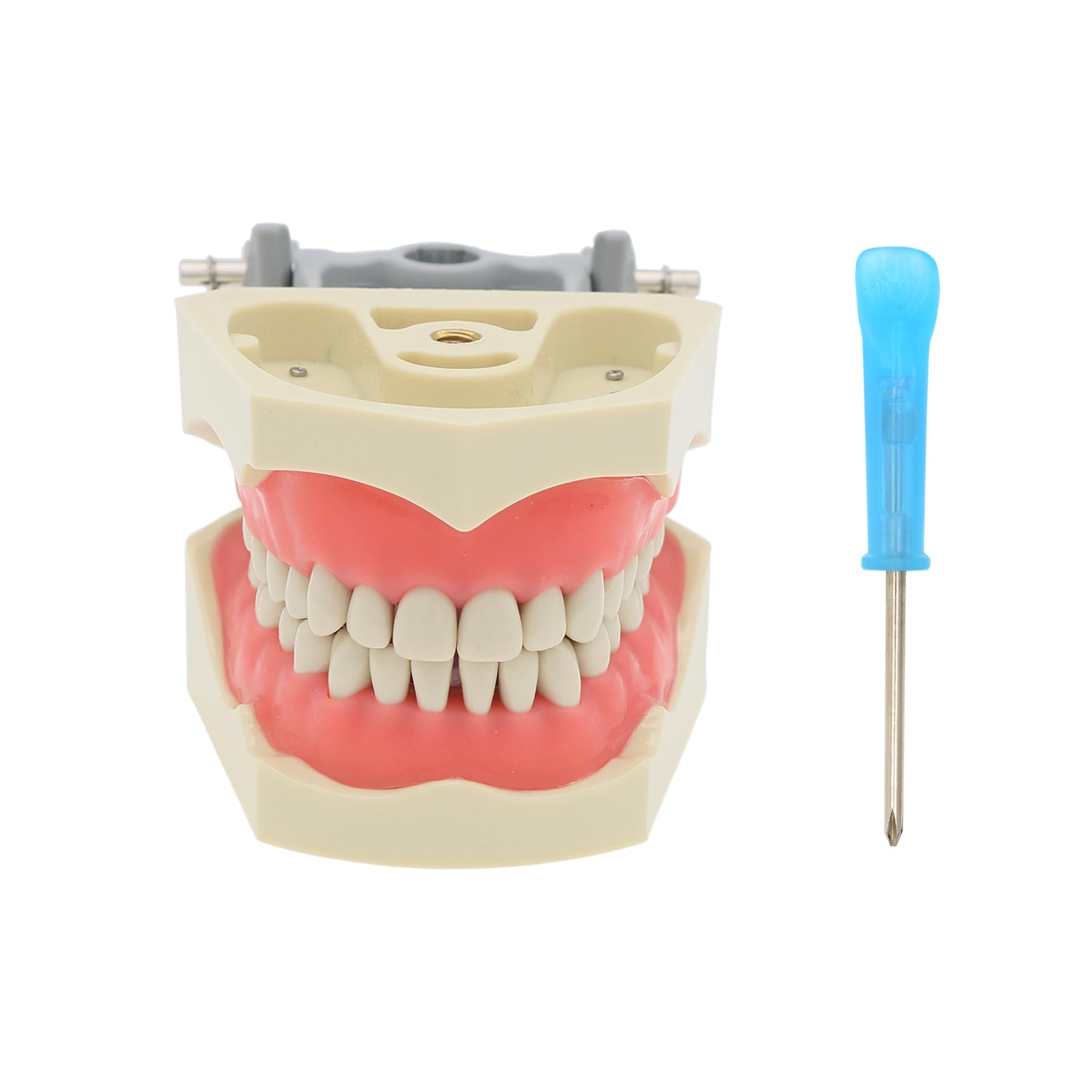 Dental Columbia 860 Type 32 Pcs Removable Teeth Typodont Model for Dental Exam & Restorative Training - Perfect for Students, Dentists & Dental Labs (M8030)