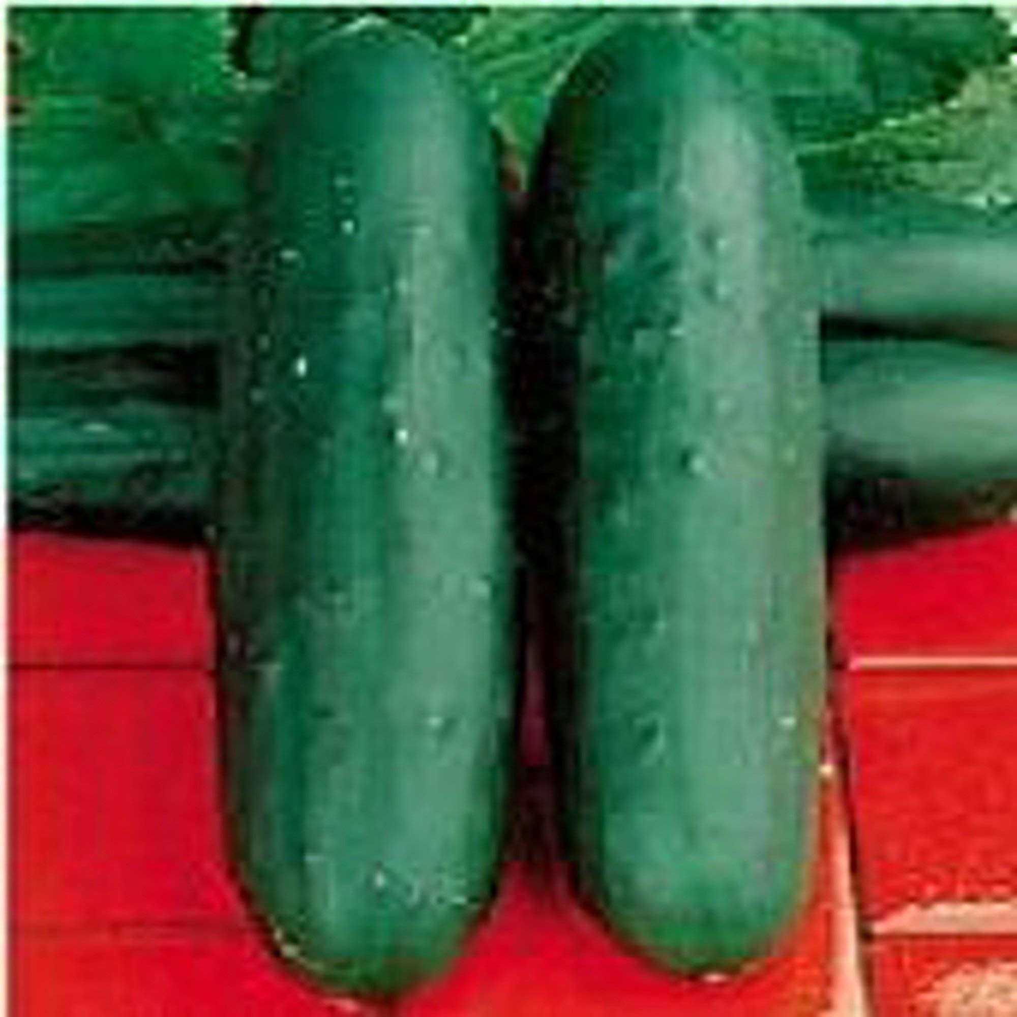 Dasher II Cucumber Seeds - Non-GMO Heirloom Vegetable Seeds (25+ Seeds) for Home Gardening, Hydroponics & Fresh Salads | High-Yield, Disease-Resistant Variety