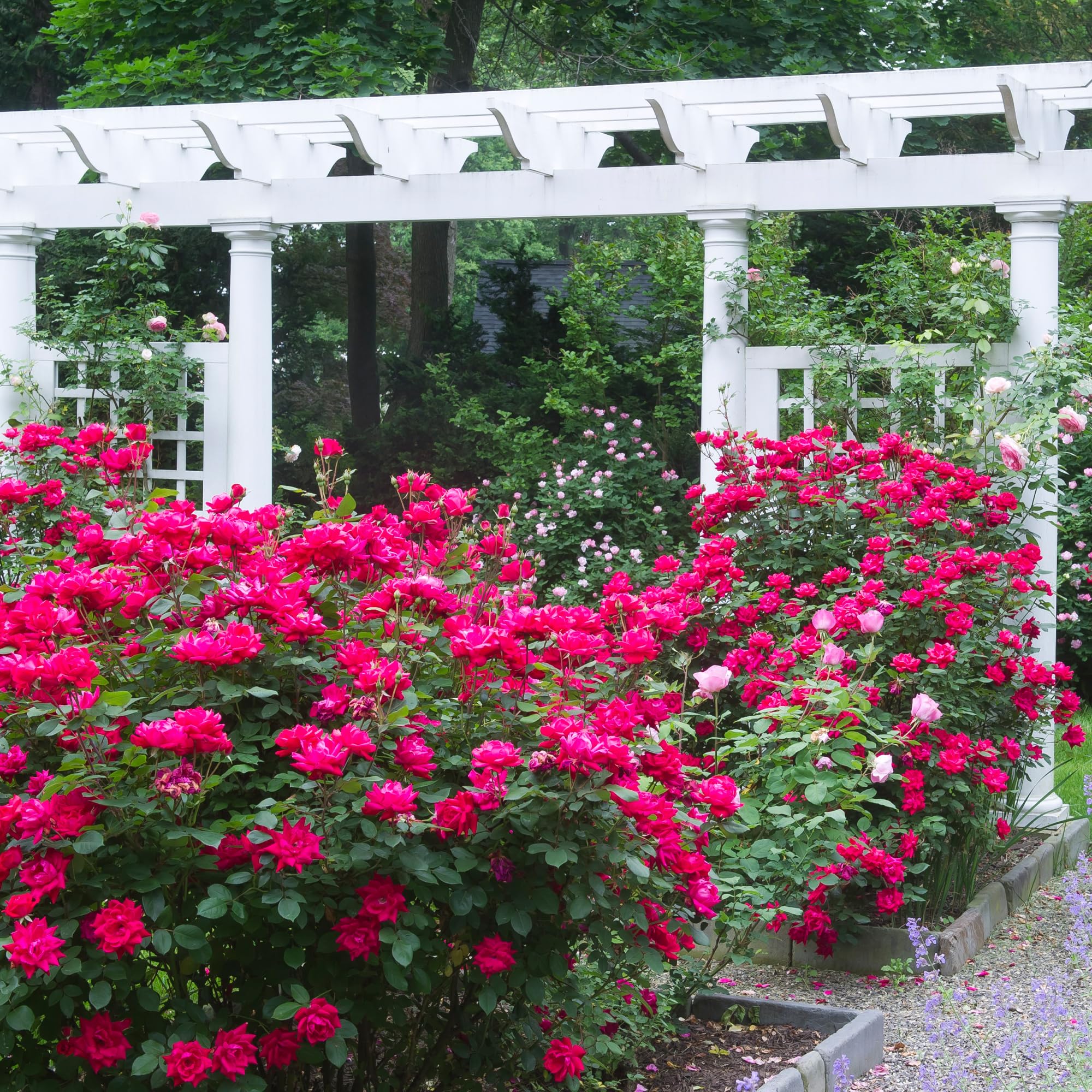 Double Rose Bush - 2 Gallon Size with Vibrant Red Blooms (Double Red) - Perfect for Garden Landscaping, Patio Decor, and Outdoor Planting