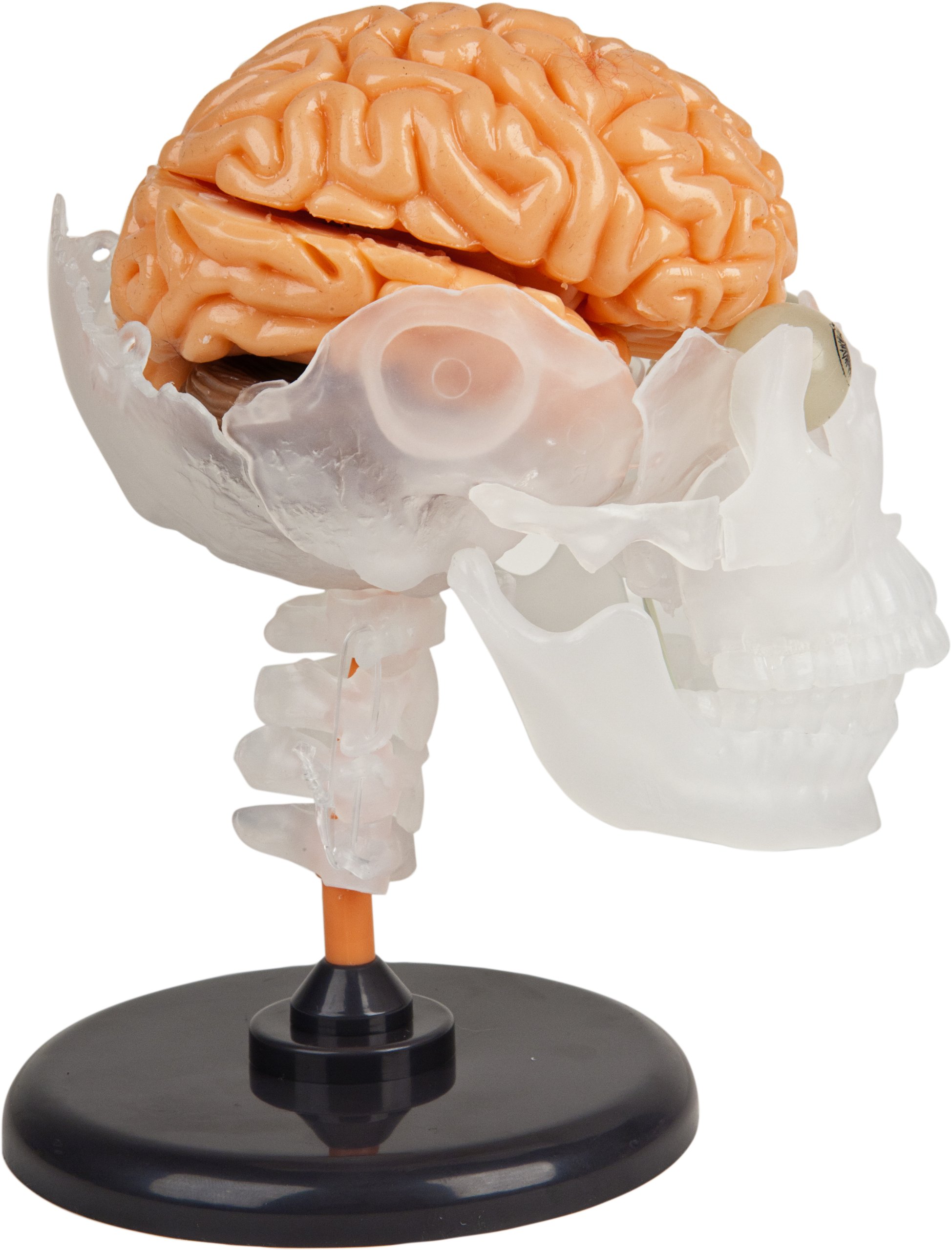 SmartLab Toys The Amazing Squishy Brain - Educational STEM Toy for Kids, Realistic Human Brain Model for Science Learning - Perfect for Classroom, Homeschool & Science Experiments