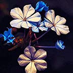 Flower Paint