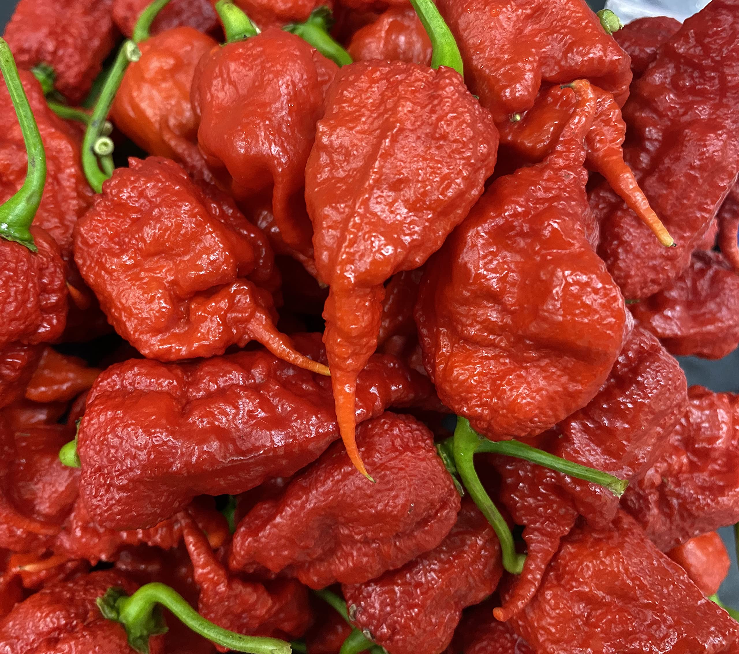 Primotalii Chile Pepper Seeds - Premium Super Hot Planting Seeds, Possibly World's Hottest Pepper | Perfect for Home Gardening, Hot Sauce Making & Spicy Food Lovers