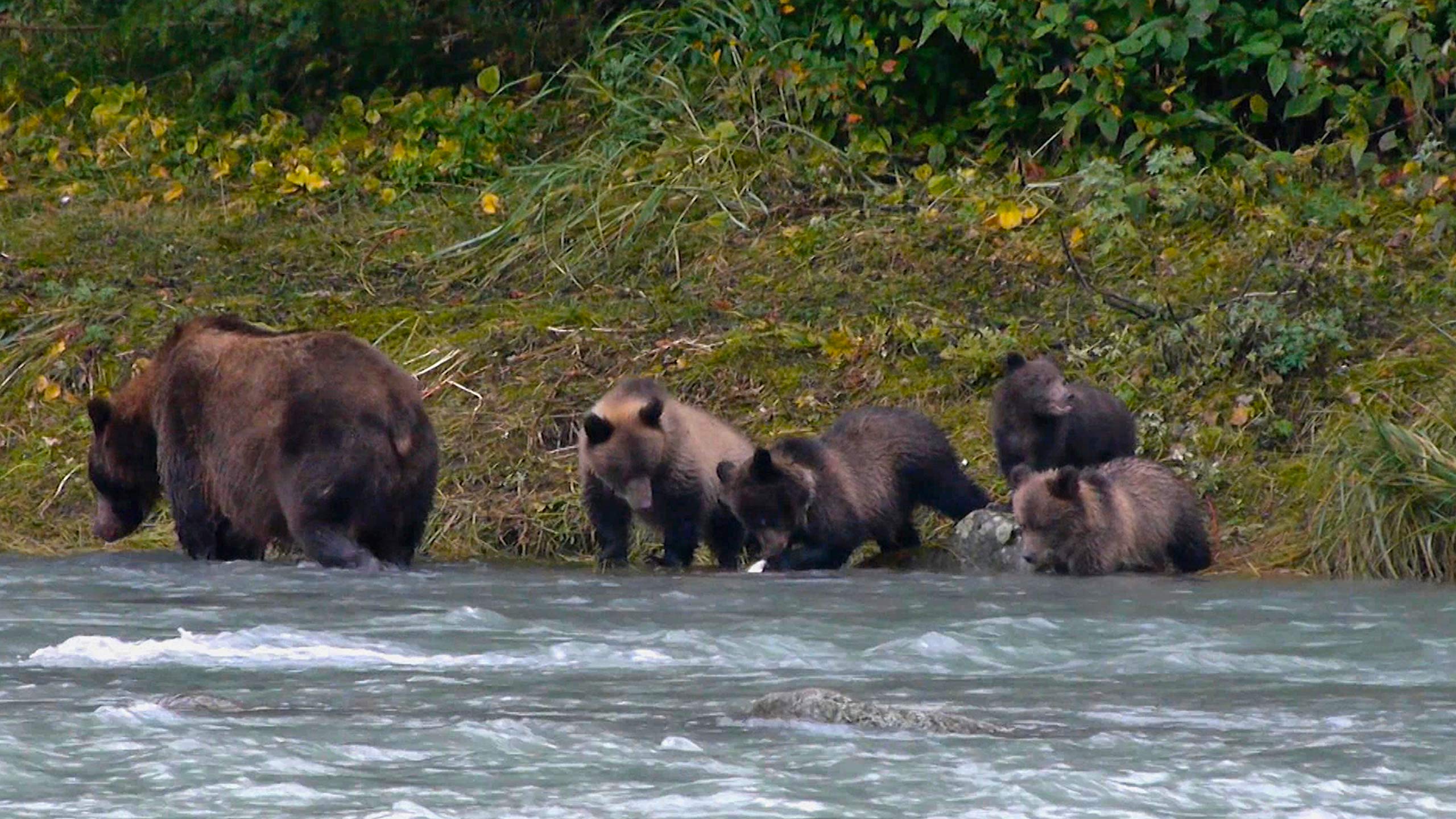 Bow Productions Alaska Adventures of The Kenai - Travel & Fishing Documentary DVD - Perfect for Outdoor Enthusiasts and Nature Lovers