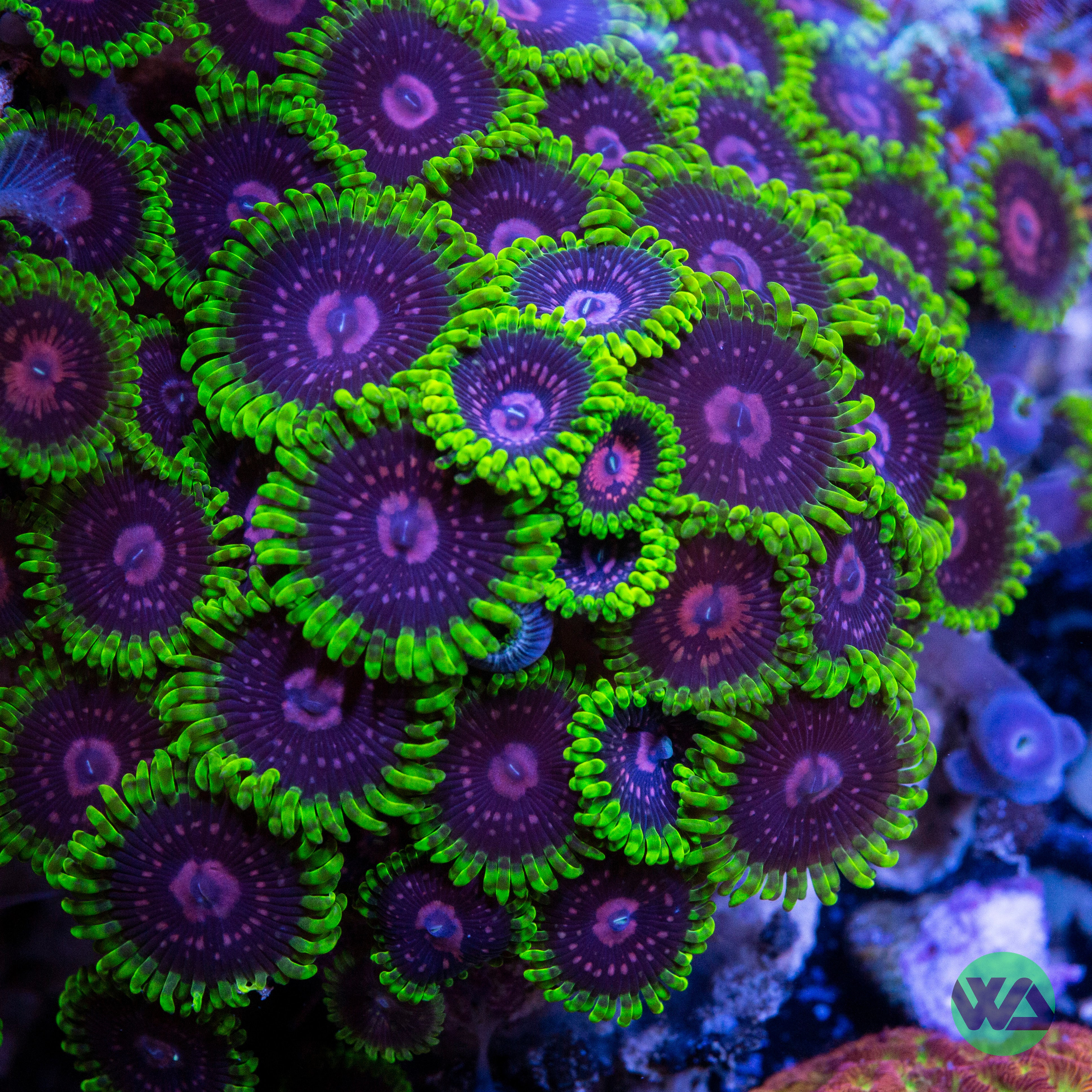 Scarlet Fever Zoa Coral - Vibrant Red Zoanthid for Saltwater Aquariums | Perfect for Reef Tanks & Marine Displays