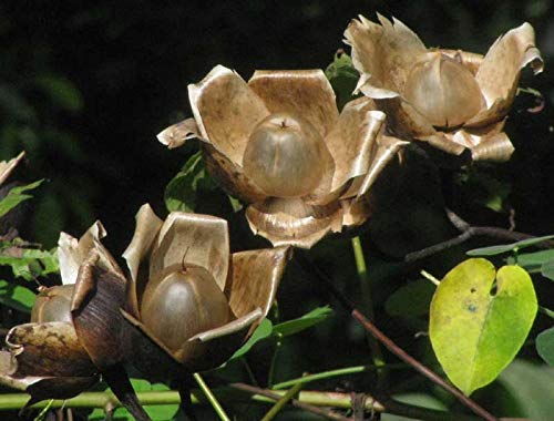 15 Seeds Wood Rose MERREMIA TUBEROSA Vine - Yellow Flowering Climbing Plant for Garden Trellis, Fence & Outdoor Decoration | Fast Growing Tropical Vine for Landscaping & Backyard Beautification