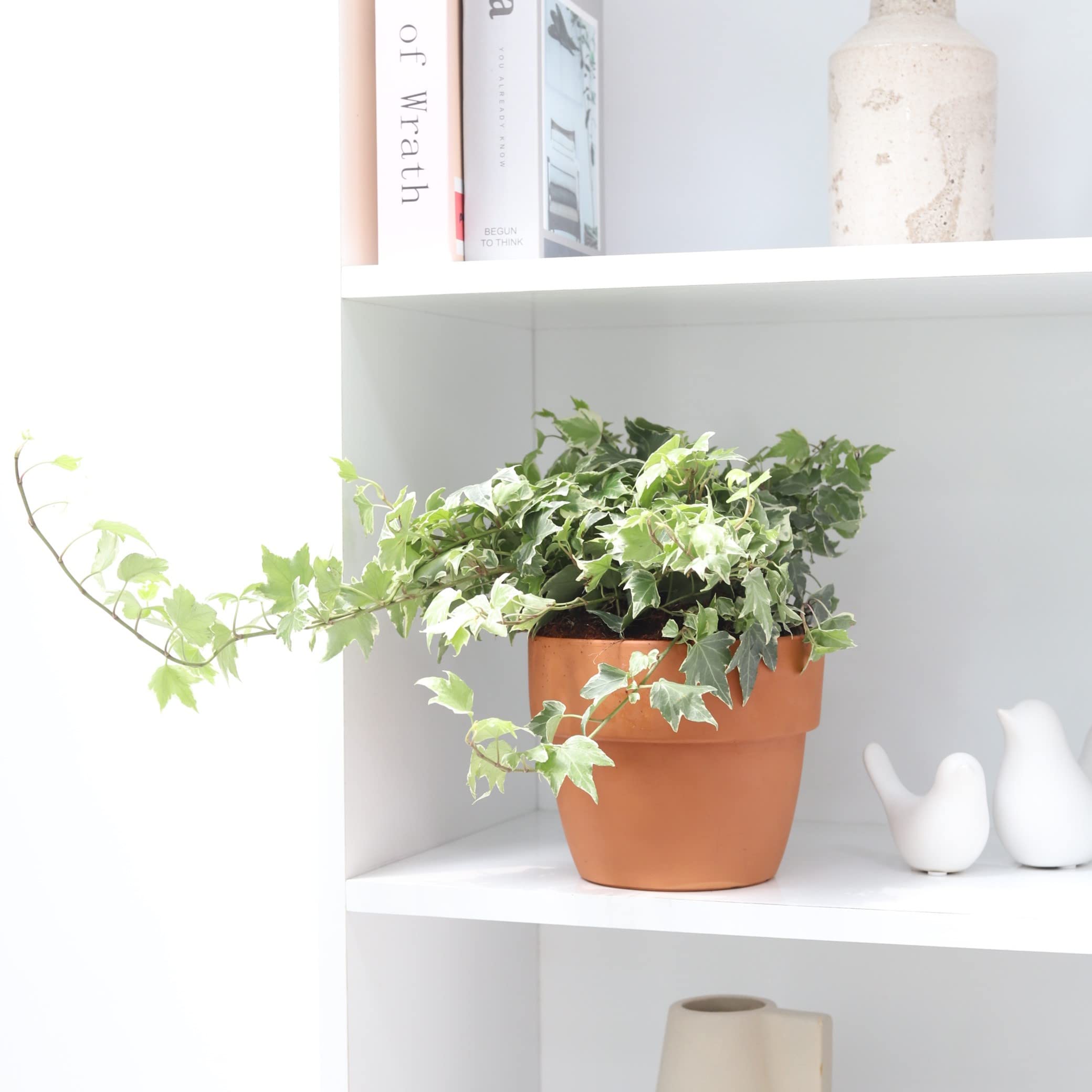Golden English Ivy (4