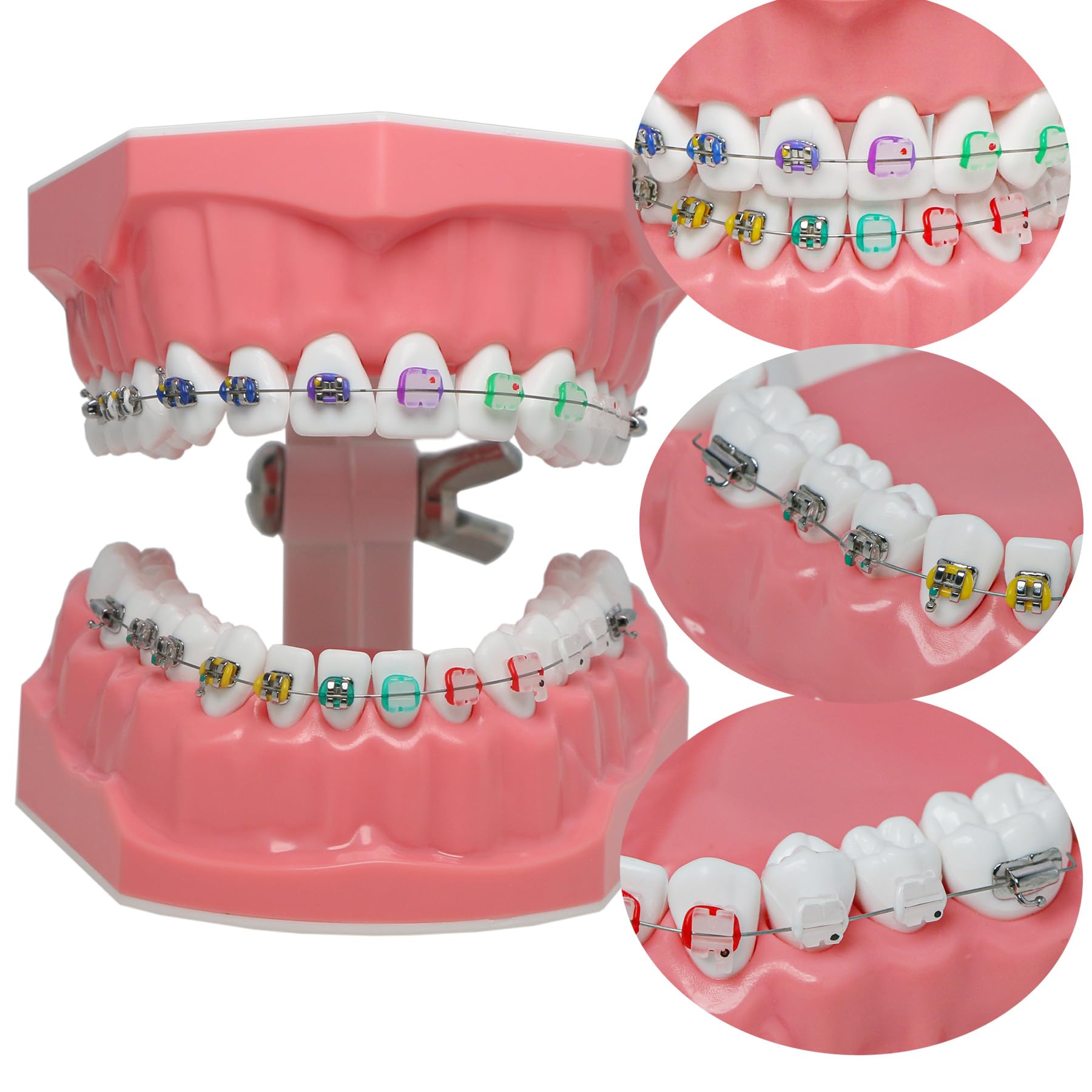 Orthodontic Dental Typodont Teeth Model with Metal Wires & Clear Braces - Teaching Demonstration Kit for Clinical Education, Dental Students & Professionals - Perfect for Classroom Training, Practice & Patient Education