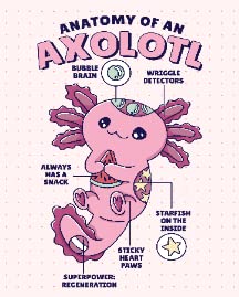 Anatomy Axolotl