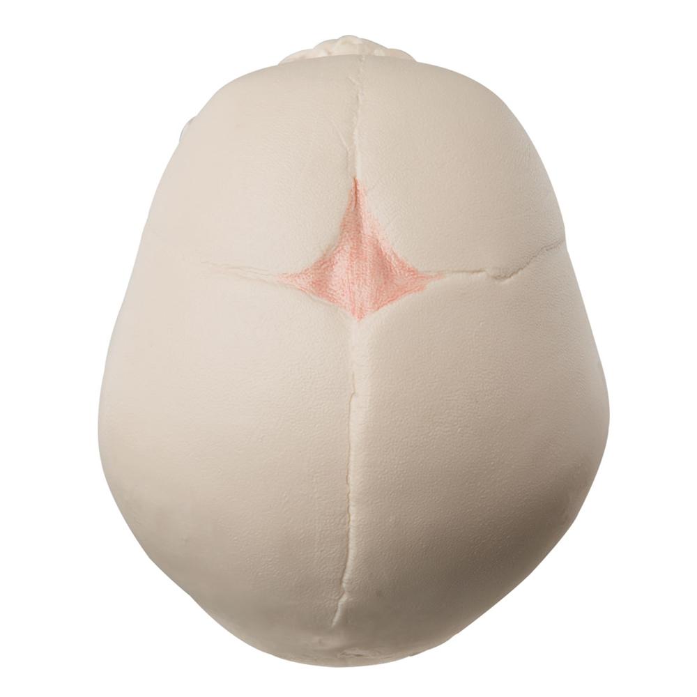 30 Week Fetal Skull Model - Accurate Pregnancy Development Anatomy for Medical Students & Educators | Perfect for Classrooms, Labs & Study