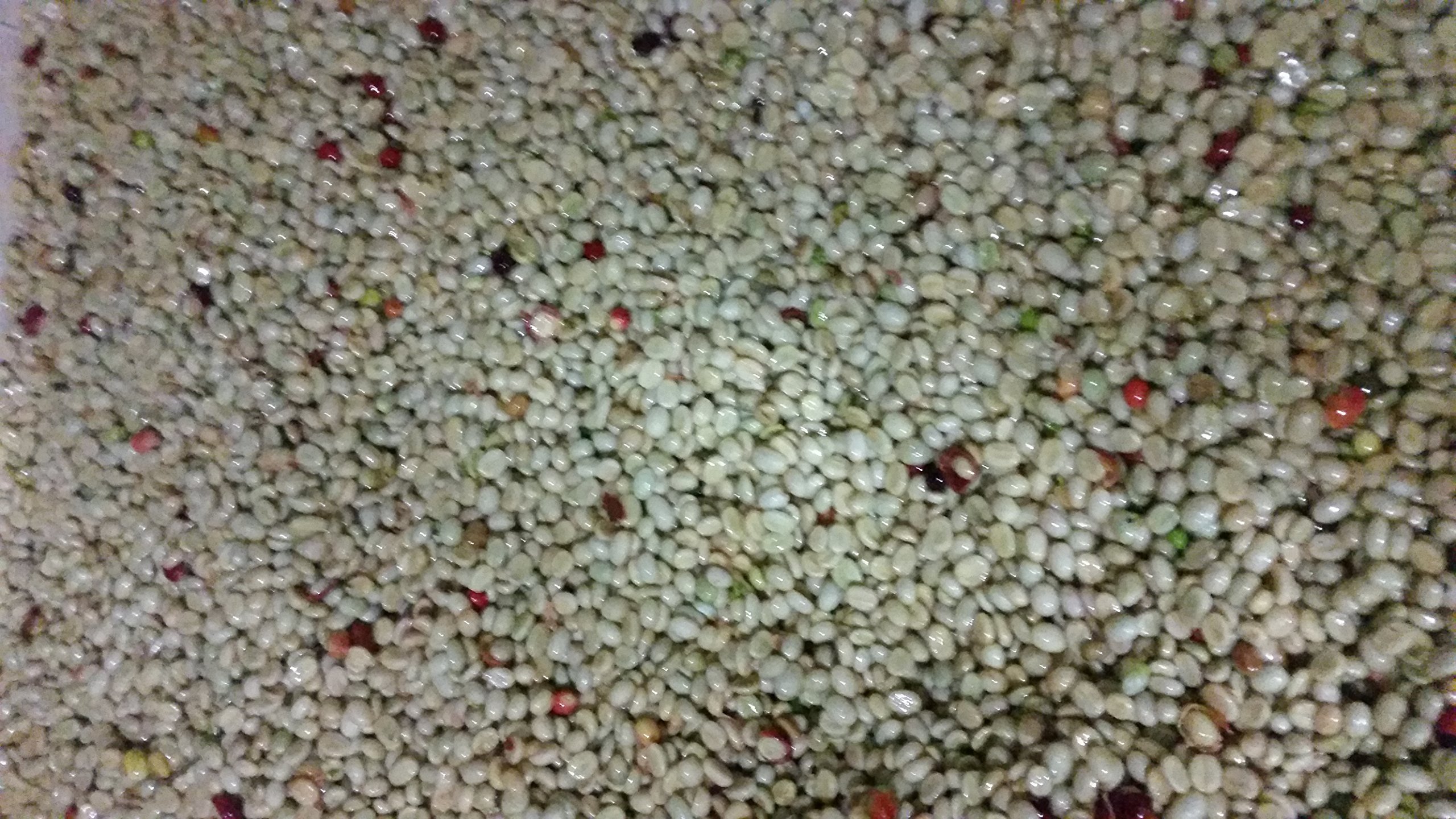 Premium Single Origin Colombian Green Coffee Beans - Unroasted, 20 Lb Bulk - From Los Pirineos Farm - Perfect for Home Roasting, Coffee Shops & Wholesale Businesses