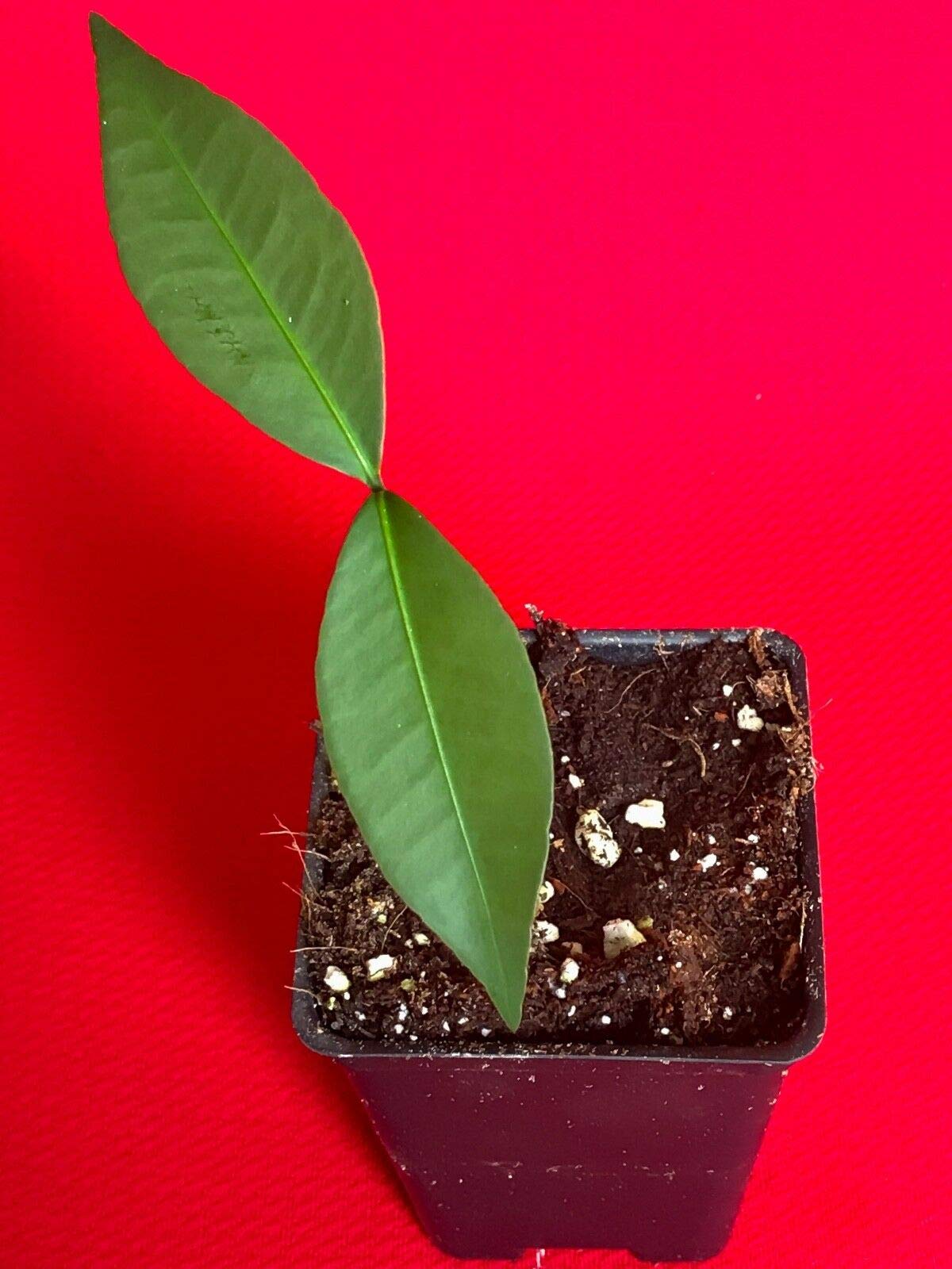 Bacuri Bacurizinho Garcinia Acuminata Mangosteen Tropical Fruit Tree Plant - Exotic Fruit Tree for Home Garden & Landscaping
