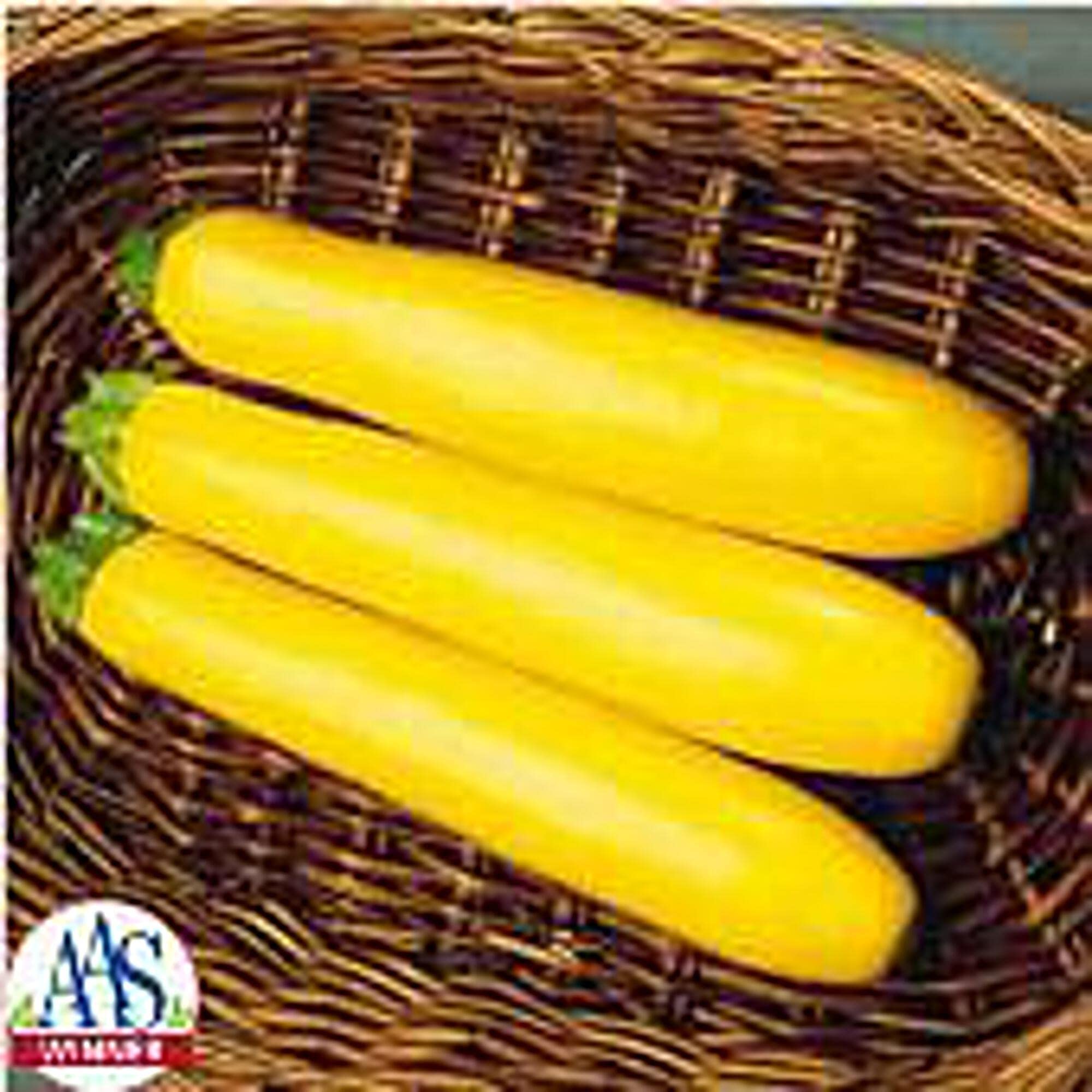 Organic Gold Rush Squash Seeds (20+ Seeds) | Non-GMO Heirloom Vegetable Seeds for Planting | Home Garden, Greenhouse & Container Gardening | Perfect for Soups, Roasting & Healthy Recipes