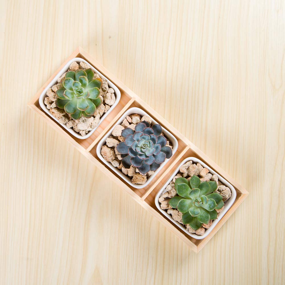 Walbest Succulent Plant Pot - Multi Grid Wooden Flower Planter Box with 3 Grids for Bonsai, Desktop Storage & Home Decor | Perfect for Office, Living Room & Indoor Plants