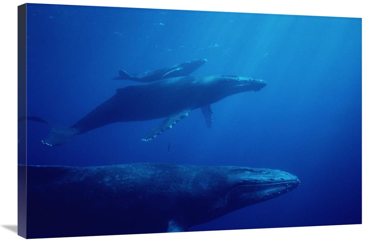 Humpback Whale Mother and Calf Canvas Art Print - 36x24 Inch Ocean Wildlife Wall Decor - Perfect for Beach House, Living Room or Office