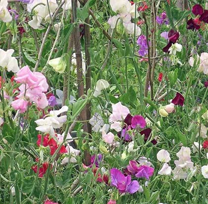 Non-GMO Heirloom Knee High Mix Sweet Pea Flower Seeds (Lathyrus odoratus) - 25+ Seeds Per Packet by Isla's Garden Seeds - Perfect for Home Gardens, Landscaping & DIY Floral Gifts
