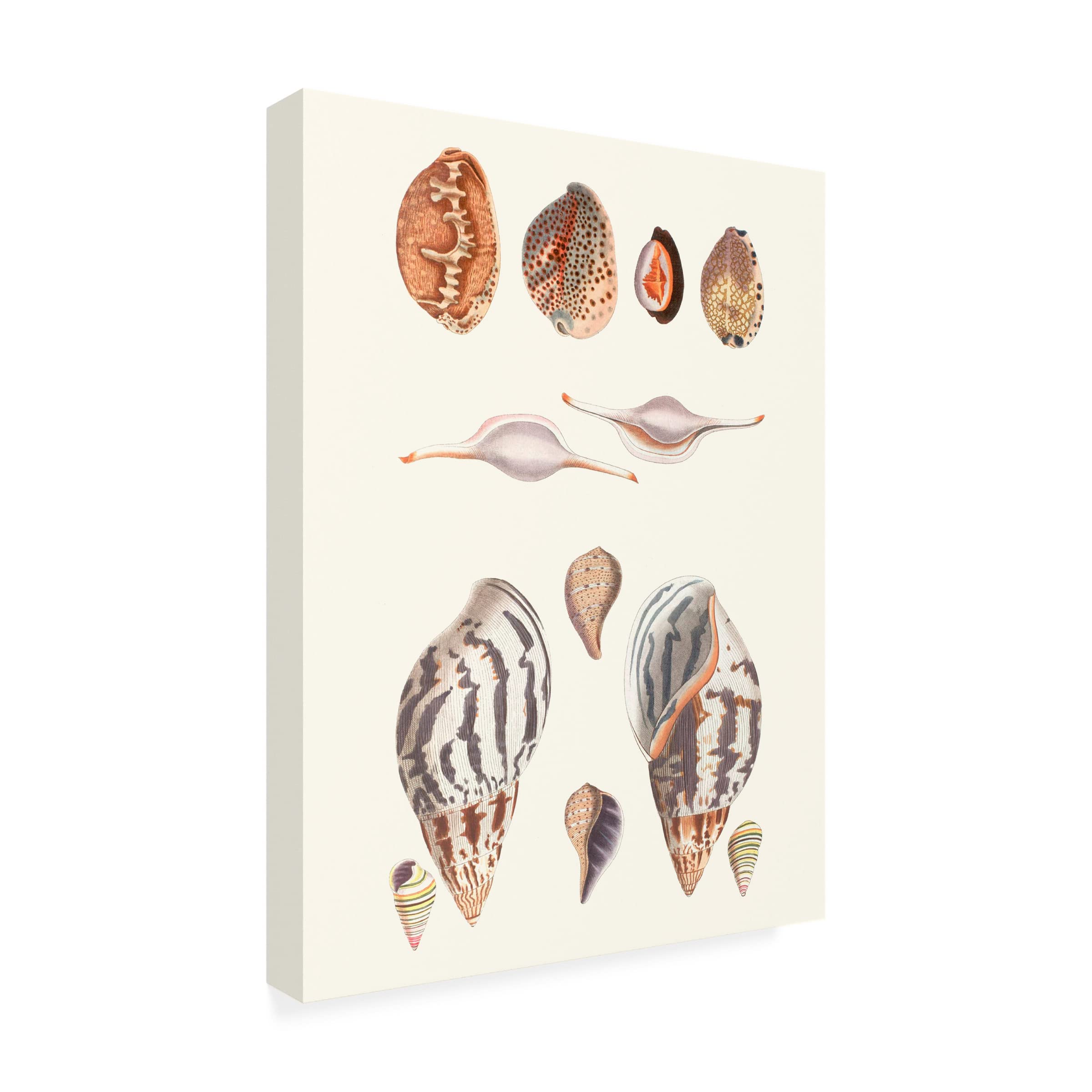 Trademark Fine Art 'Shell Collection II' Canvas Wall Art by Vision Studio - Perfect for Beach House Decor, Coastal Living Room, and Nautical Bedroom