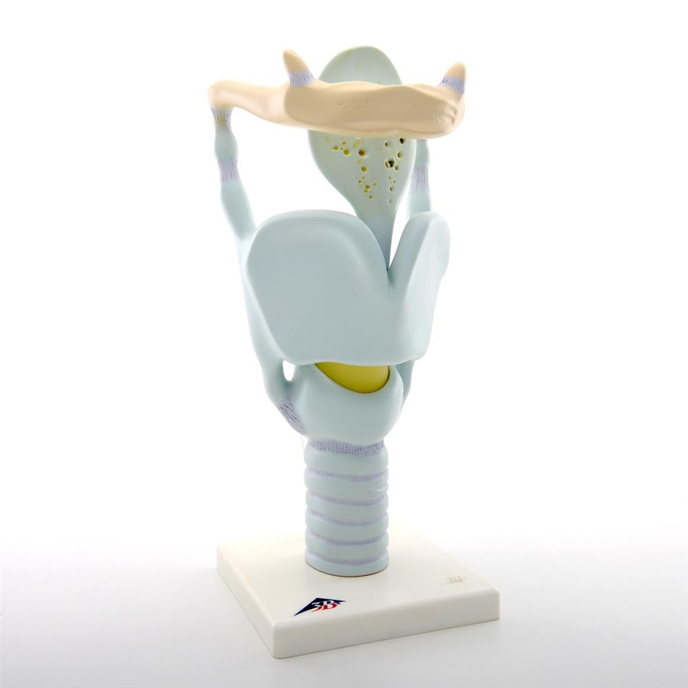 3X Enlarged Functional Larynx Anatomy Model - Human Voice Box Medical Teaching Tool for Doctors, Students & Speech Therapists | Perfect for Classroom Demonstrations & Clinical Training