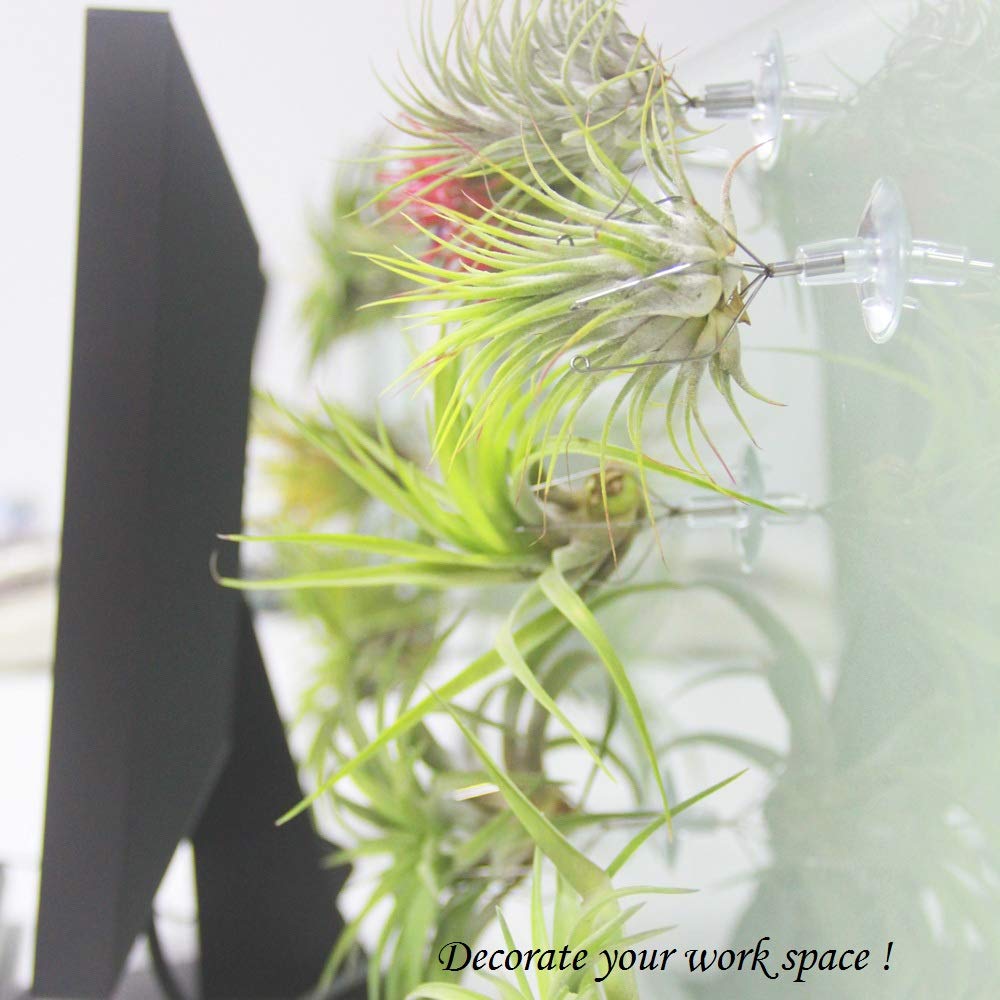 10 Pack Vertical Air Plant Holders with Suction Cups - Stainless Steel Tillandsia Planters for Window Display - Unique Air Plant Containers for Home & Office Decor - Perfect for DIY Tillandsia Art & Wall Decor