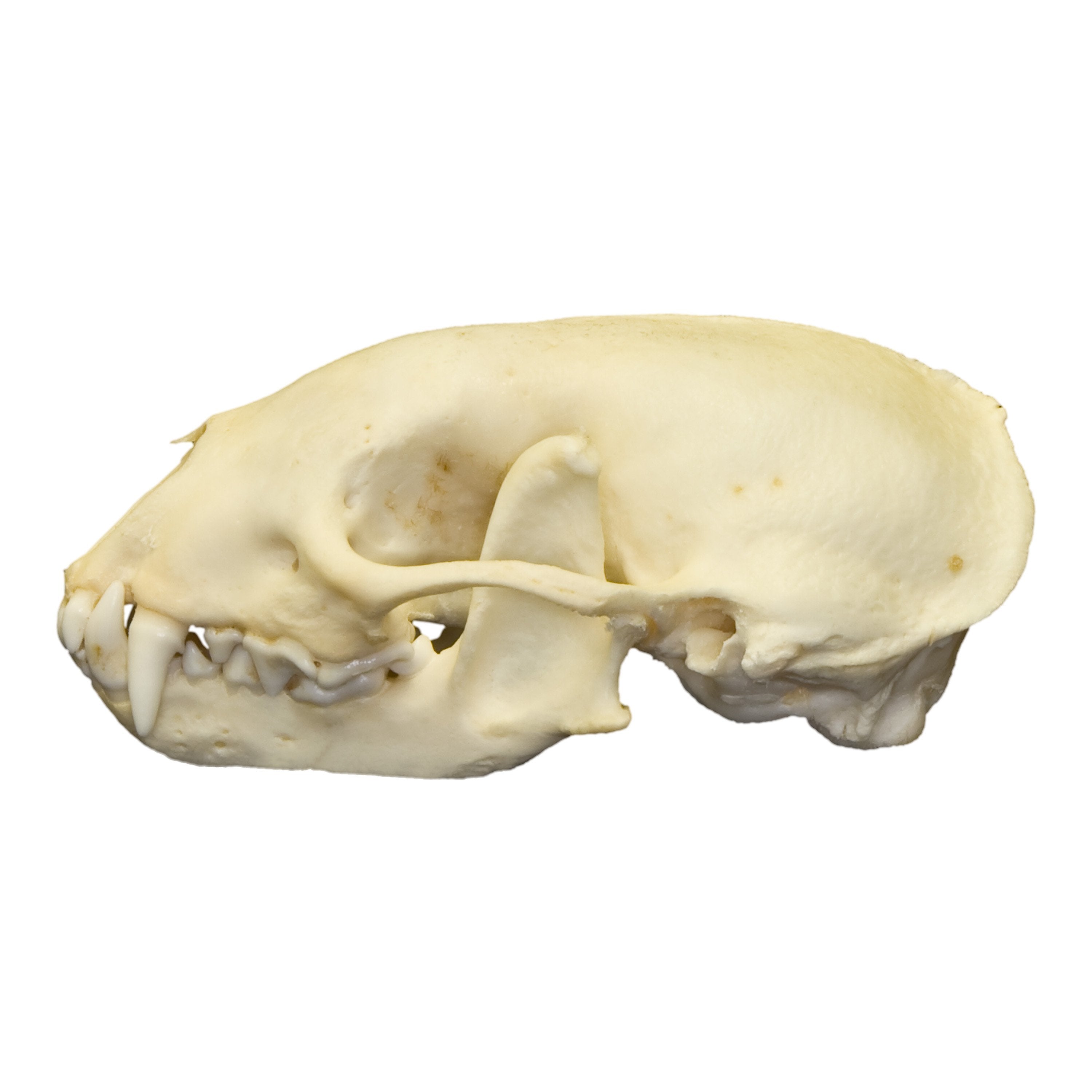 Authentic Hog-Nosed Skunk Skull - Real Animal Skull Specimen for Taxidermy, Science Education & Oddity Collectors - Perfect for Halloween Decor, Gothic Display & Biology Studies