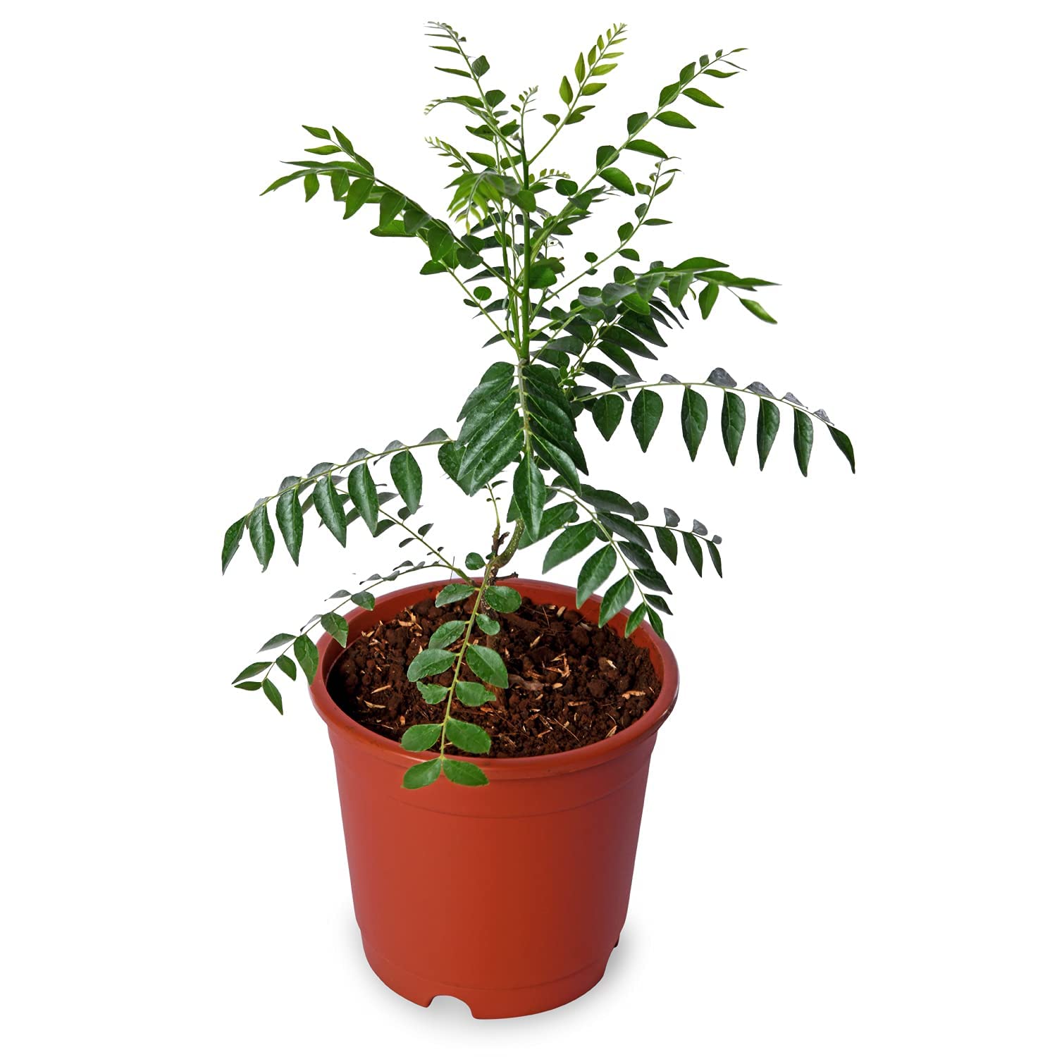 UGALOO Curry Leaf Plant (Murraya Koenigii) - Live Herb Plant in Black Pot, Sweet Neem for Cooking | Perfect for Indian Cuisine, Home Gardening & Organic Herbs