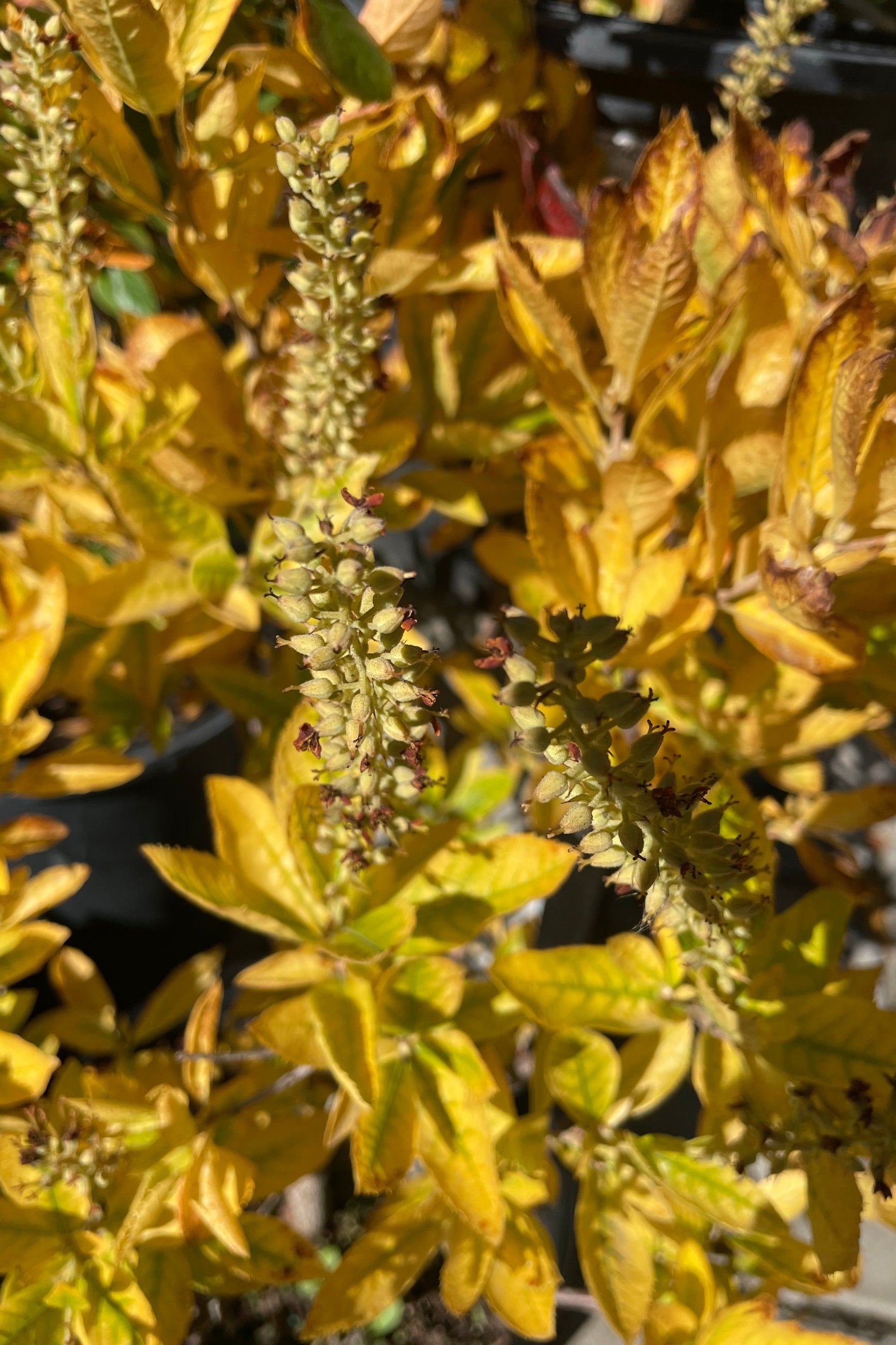 Clethra alnifolia 'Hummingbird' #5 Container - Fragrant Summer Blooming Shrub for Pollinator Gardens & Landscaping