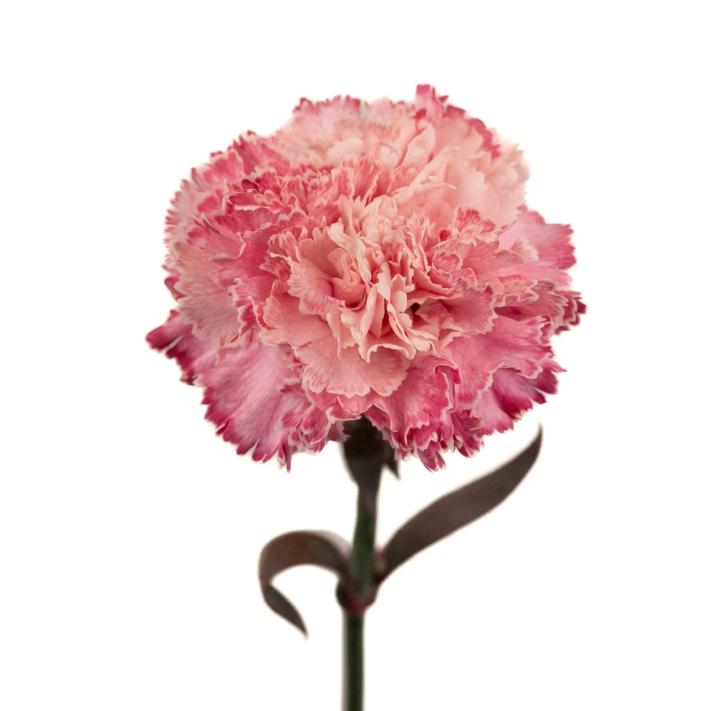 Pink Carnation Flowers for Baby Shower Decorations - Perfect for Nursery, Gender Reveal Party & Newborn Photography Backdrop
