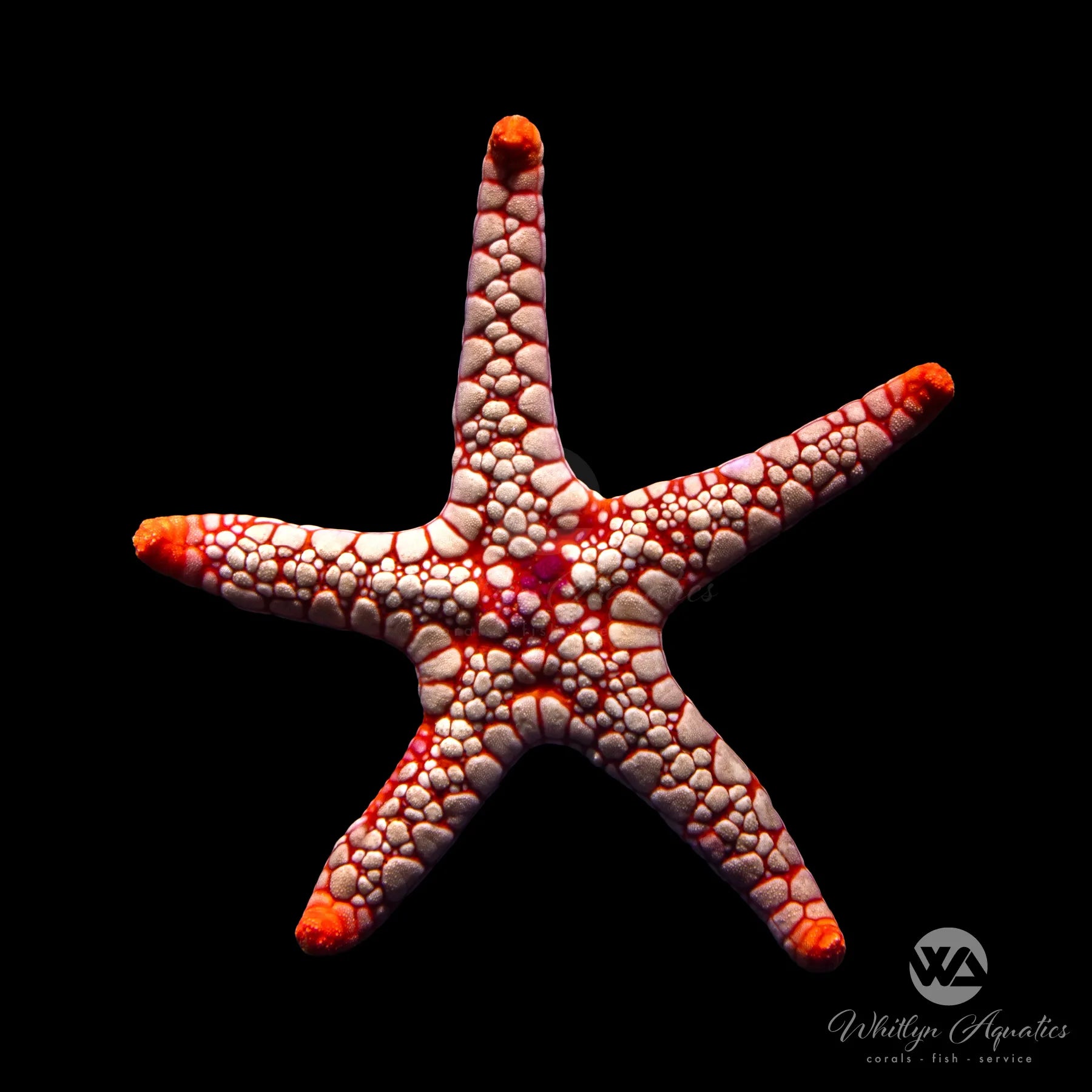 Pink Tile Fromia Starfish (Fromia Monilis) - Saltwater Aquarium Decor for Reef Tanks & Marine Life Habitats