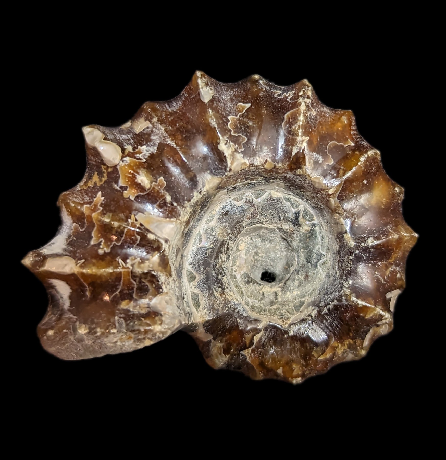 Authentic Douvilleiceras Inquinodum Ammonite Fossil - Rare Prehistoric Specimen for Collectors, Home Decor & Educational Displays