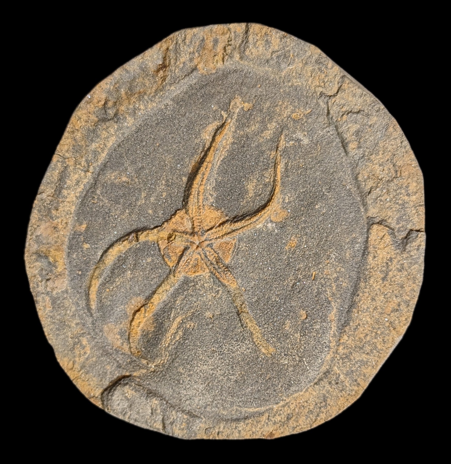 Authentic Brittle Star Fossil Plate - Premium Natural Marine Fossil Specimen for Collectors & Decor | Perfect for Home Display, Science Education & Gifts