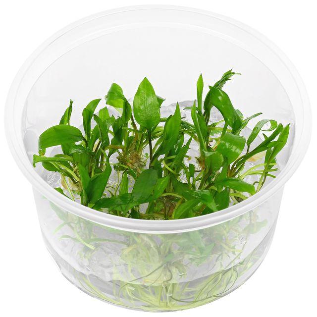 TCulture Cryptocoryne Wendtii 'Green Gecko' Live Aquarium Plant (TC Cup) - Perfect for Freshwater Fish Tanks, Aquascaping & Low-Tech Aquariums