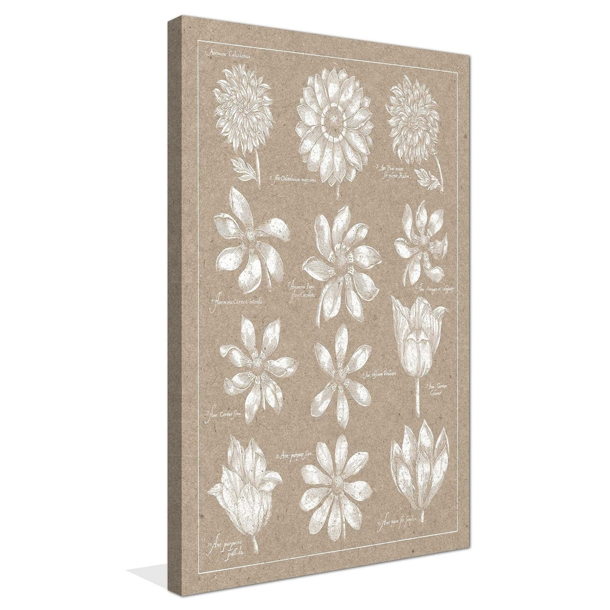 Anemone Plate II Vertical Canvas Print - Stunning Floral Wall Art for Living Room, Bedroom & Office Decor