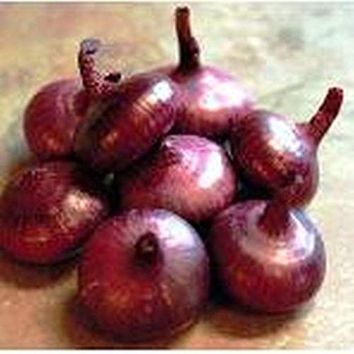 Italian Heirloom Cipollini Onion Seeds - Flat Pink to Red Bergamo Onion (100 Seeds) - Perfect for Home Gardening, Italian Cuisine & Gourmet Recipes