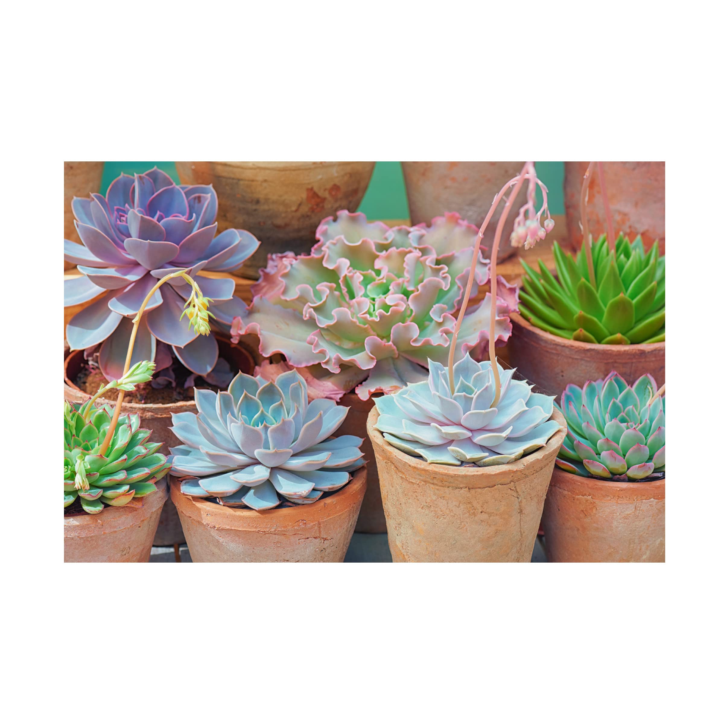 Trademark Fine Art 'Succulents in Terracotta Pots IV' Canvas Wall Art by Cora Niele - Perfect for Living Room, Bedroom & Office Decor