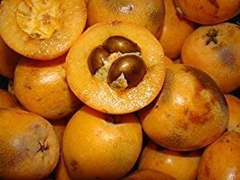 50 Premium Loquat Fruit Seeds for Planting - Grow Your Own Delicious Eriobotrya Japonica Trees - Perfect for Home Gardens, Landscaping & Fresh Fruit Lovers