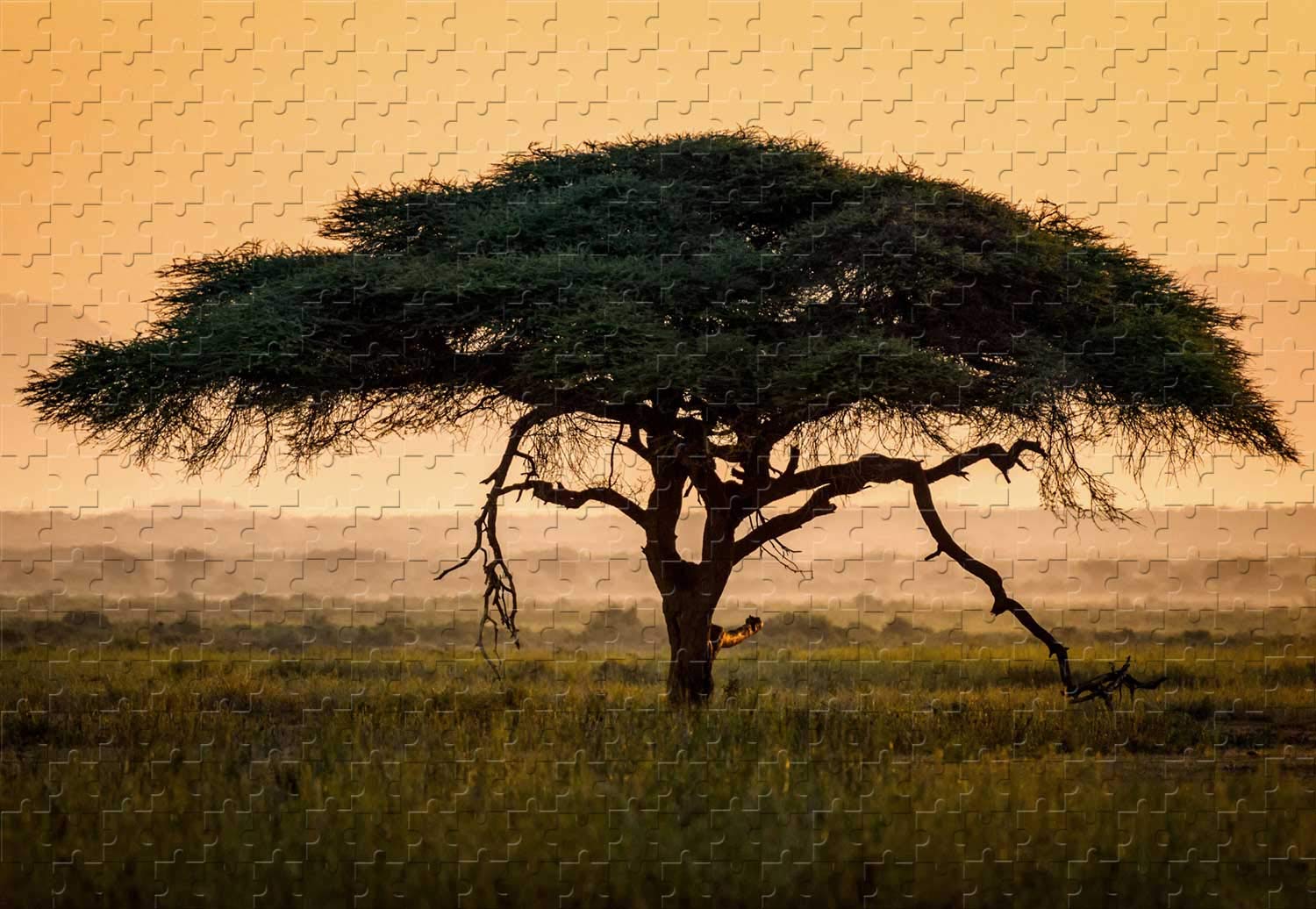 1000-Piece Umbrella Thorn Acacia Tree Wooden Jigsaw Puzzle - 29.5 x 19.6 Inches - Challenging Adult Puzzle for Relaxation & Home Decor