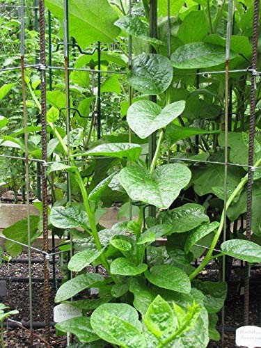 Organic Malabar Spinach Seeds (Green Stem Variety) - 200+ Non-GMO Heirloom Seeds for Home Gardening, Stir-Fry Cooking & Fresh Salads - Perfect for Vertical Gardens, Urban Farming & Healthy Eating