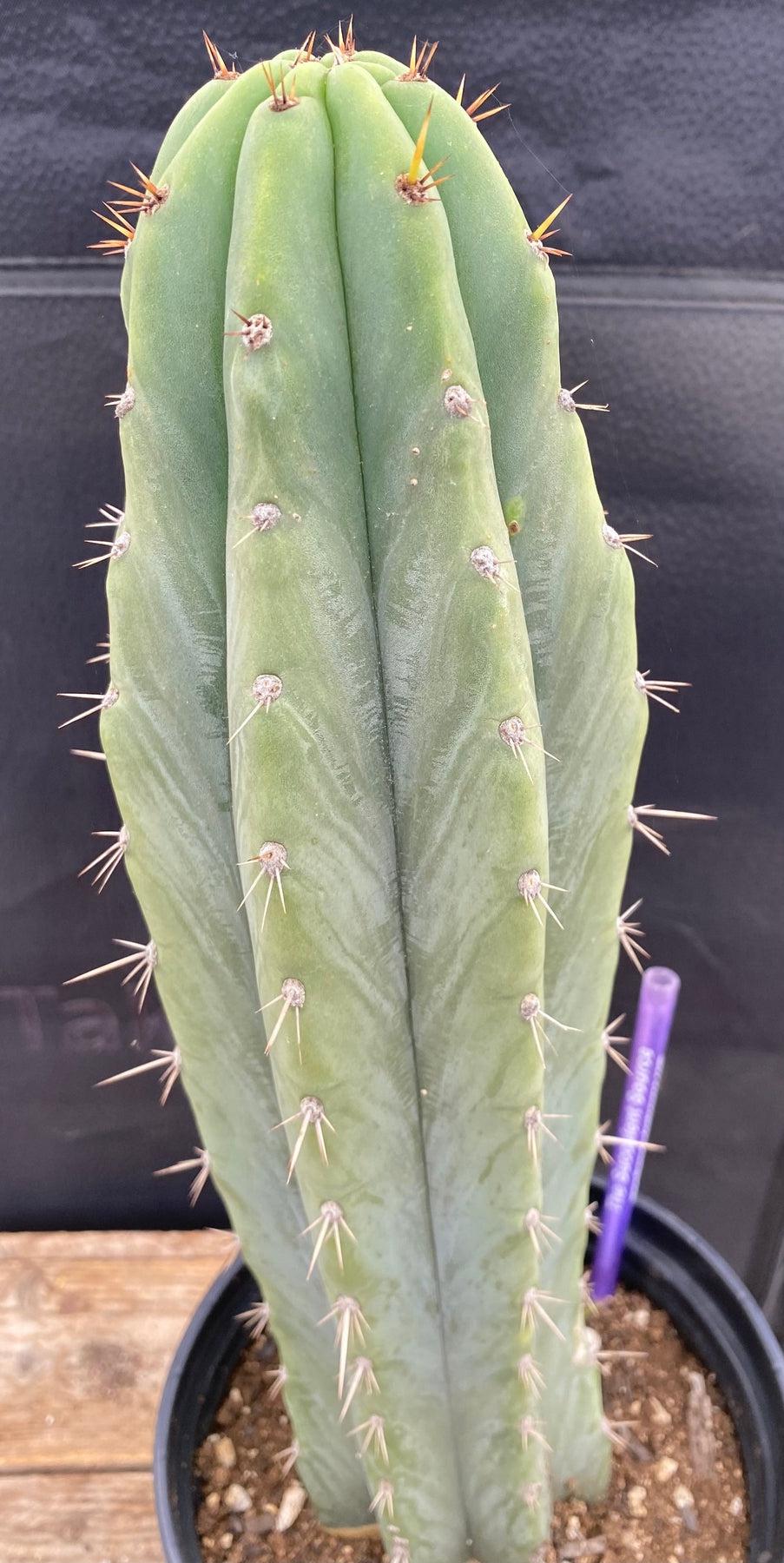 Exact Trichocereus Peruvianus Rancho Cactus - 13.5 Inch Tall Live Peruvian Torch Cactus for Home Decor, Garden Landscaping, and Spiritual Ceremonies