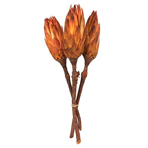 Nectarine