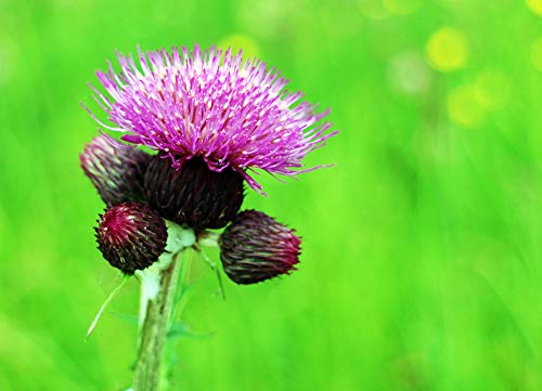 20x30 Inch Laminated Thistle Poster - Vibrant Colors & Sharp Details - Perfect for Home Decor, Office Wall Art & Gift Giving - Fits Standard Frames