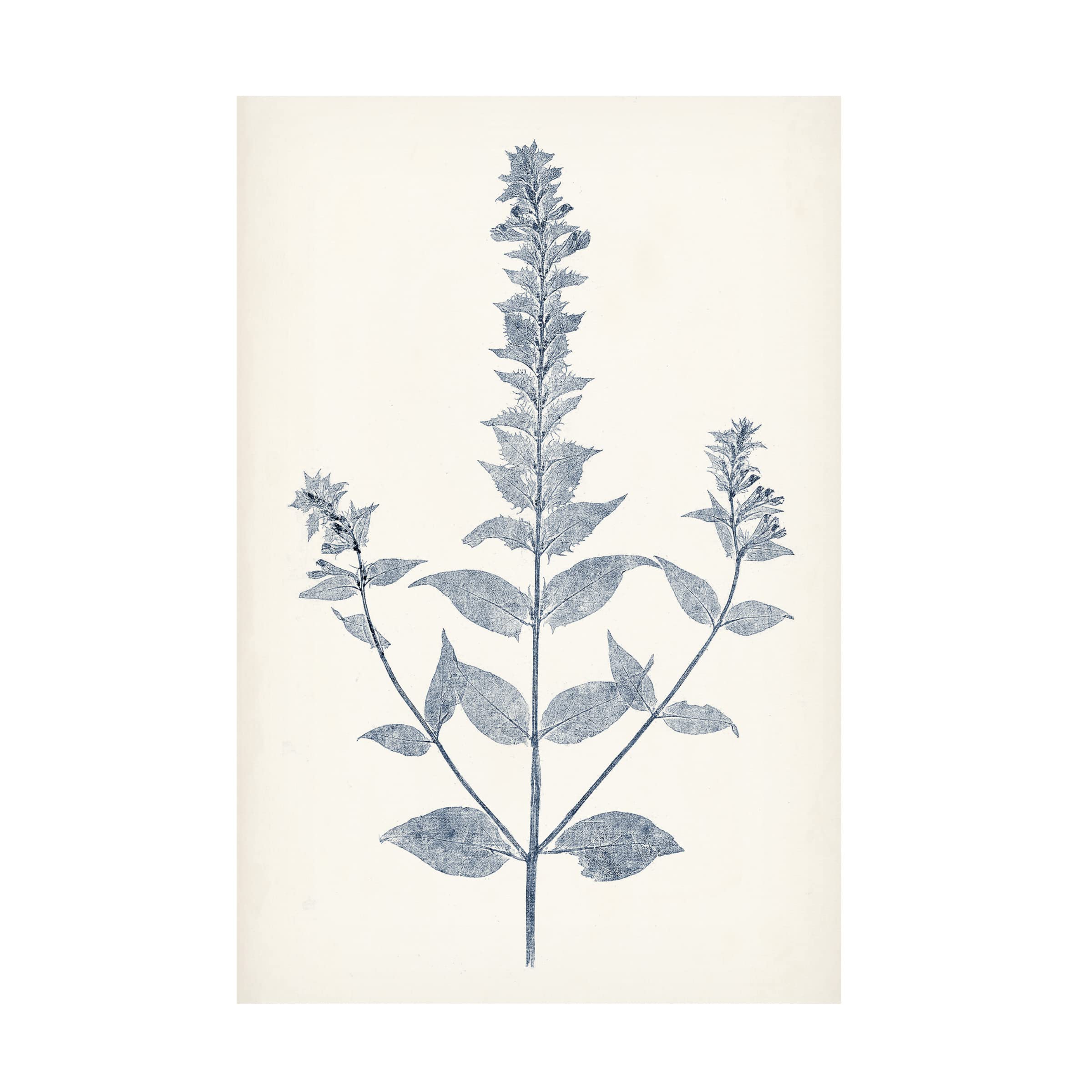 Trademark Fine Art 'Navy Botanicals VII' Canvas Wall Art Print by Vision Studio - Modern Botanical Decor for Living Room, Bedroom & Office