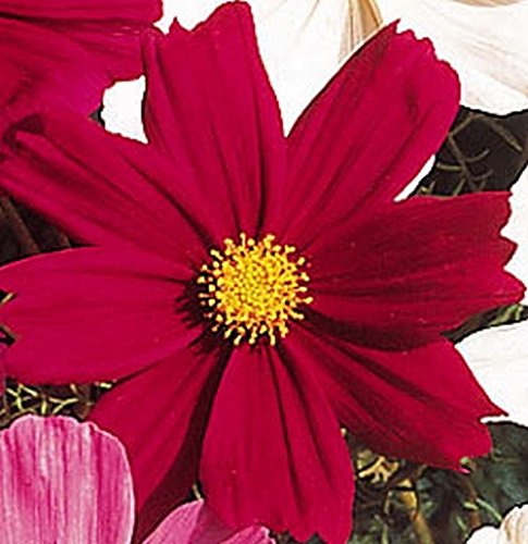 Cosmos 'Dazzler' Flower Seeds - Large Bright Crimson-Red Blooms with Yellow Centers (100 Seeds) for Garden Borders, Cut Flowers & Pollinator Gardens